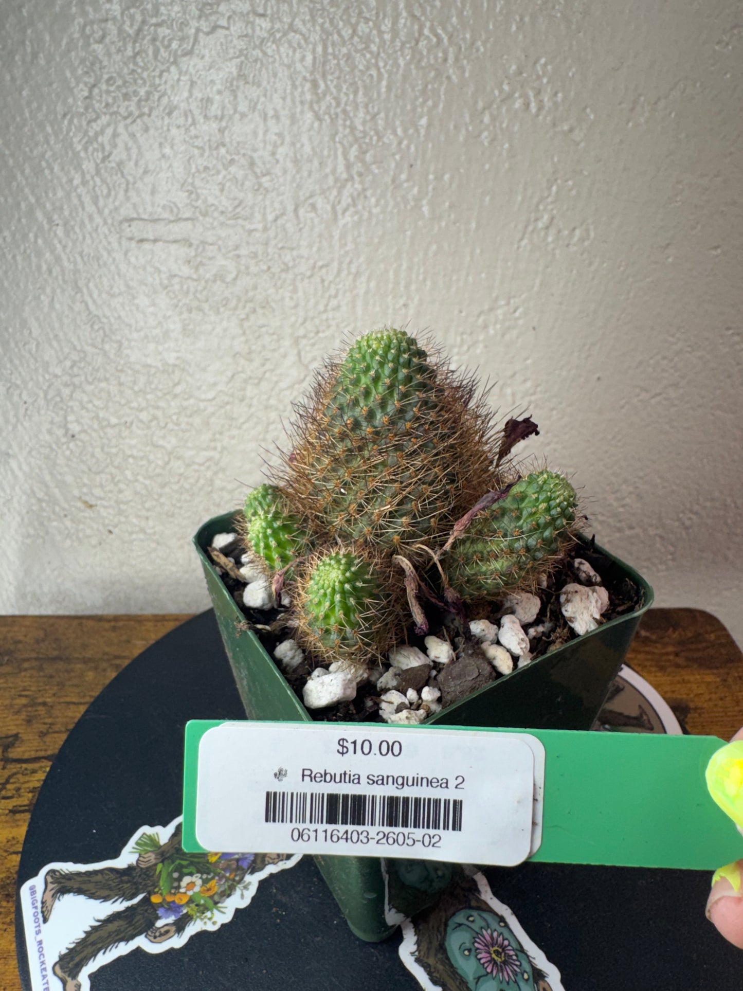 🌵 Rebutia sanguinea 2