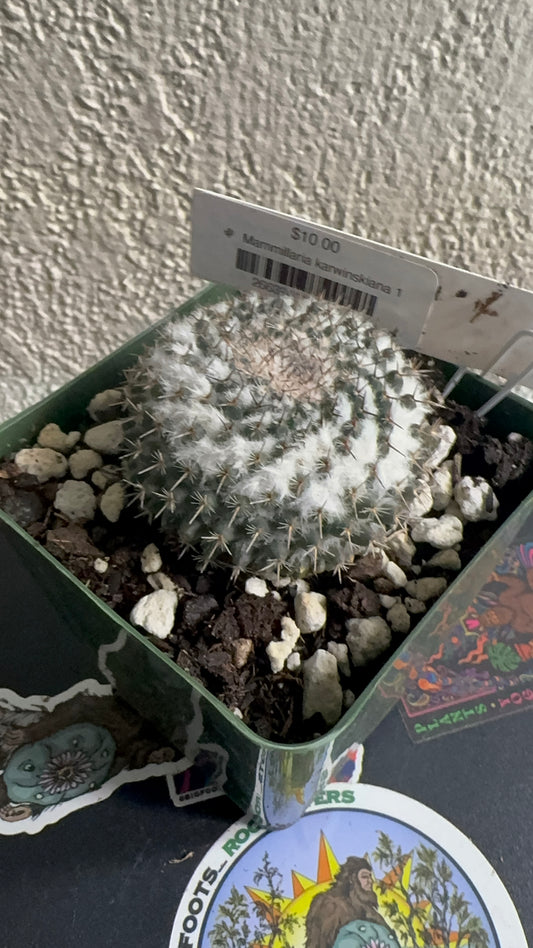 🌵 Mammillaria karwinskiana 1