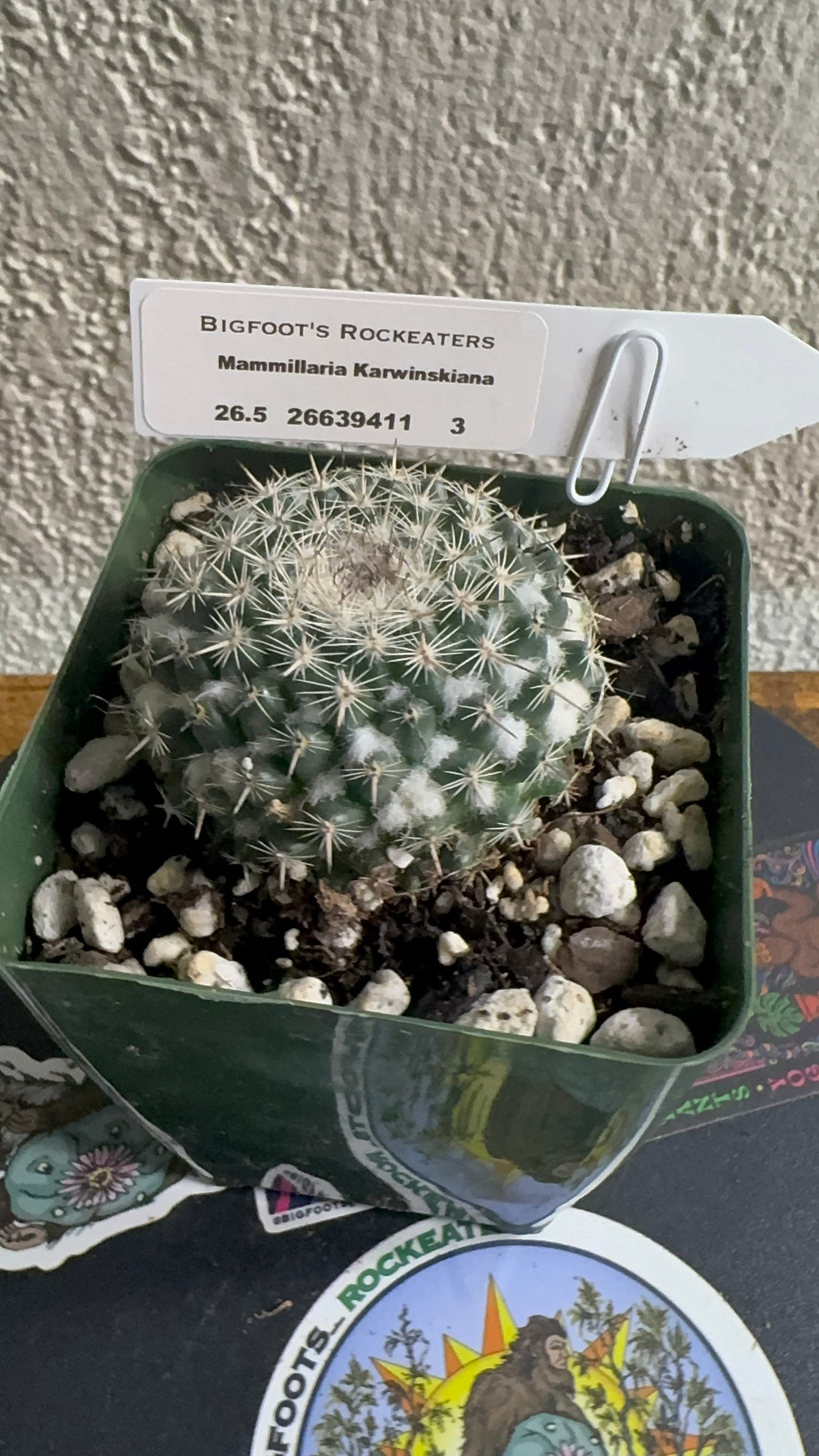 🌵 Mammillaria karwinskiana 3