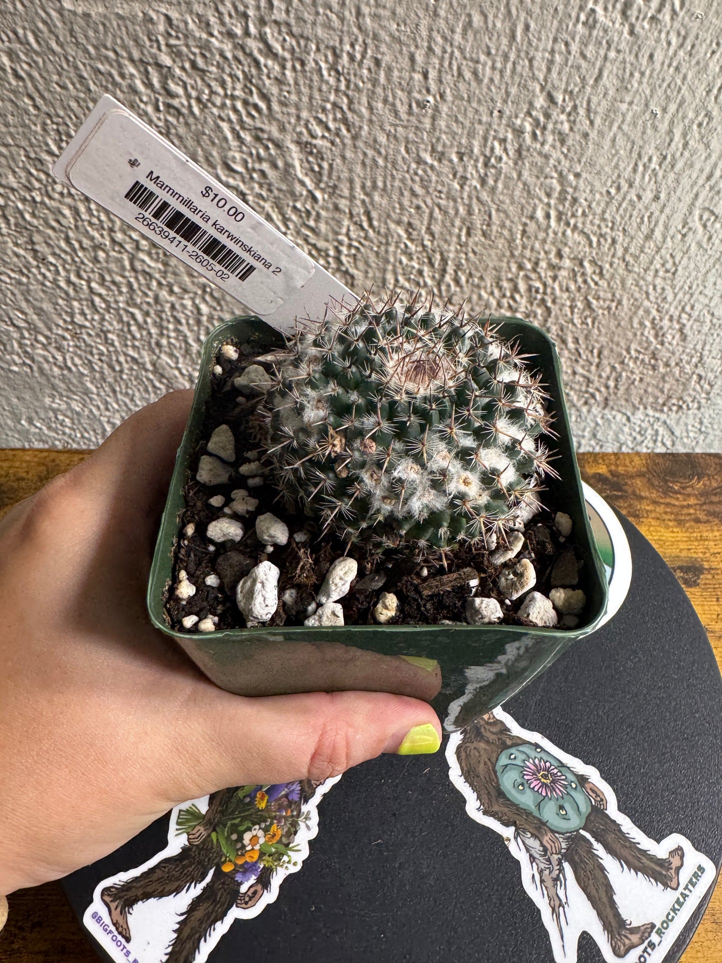 🌵 Mammillaria karwinskiana 2