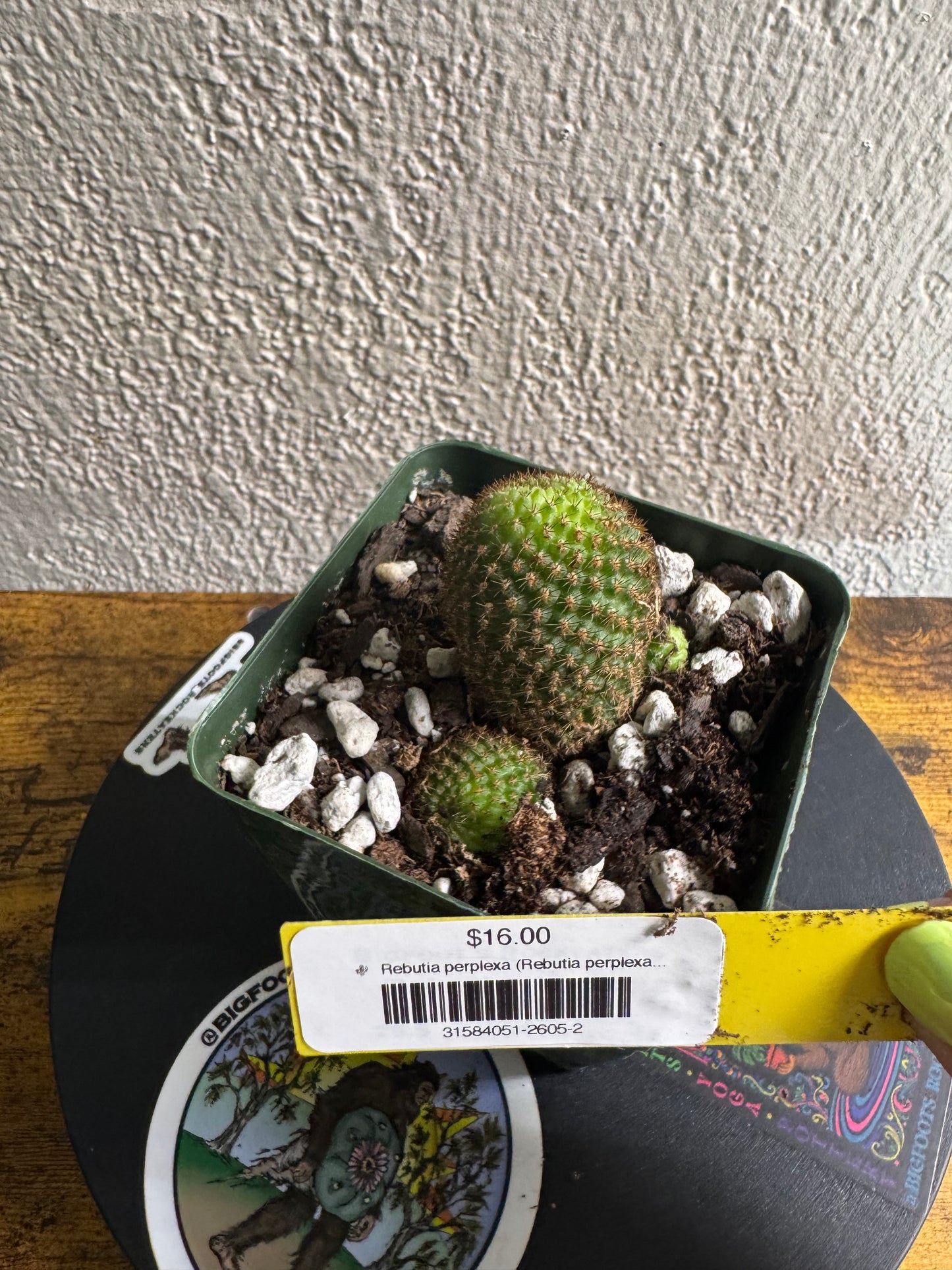 🌵 Rebutia perplexa (Rebutia perplexa) 2