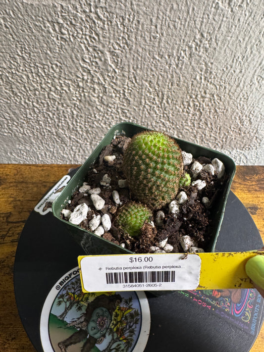 🌵 Rebutia perplexa (Rebutia perplexa) 2
