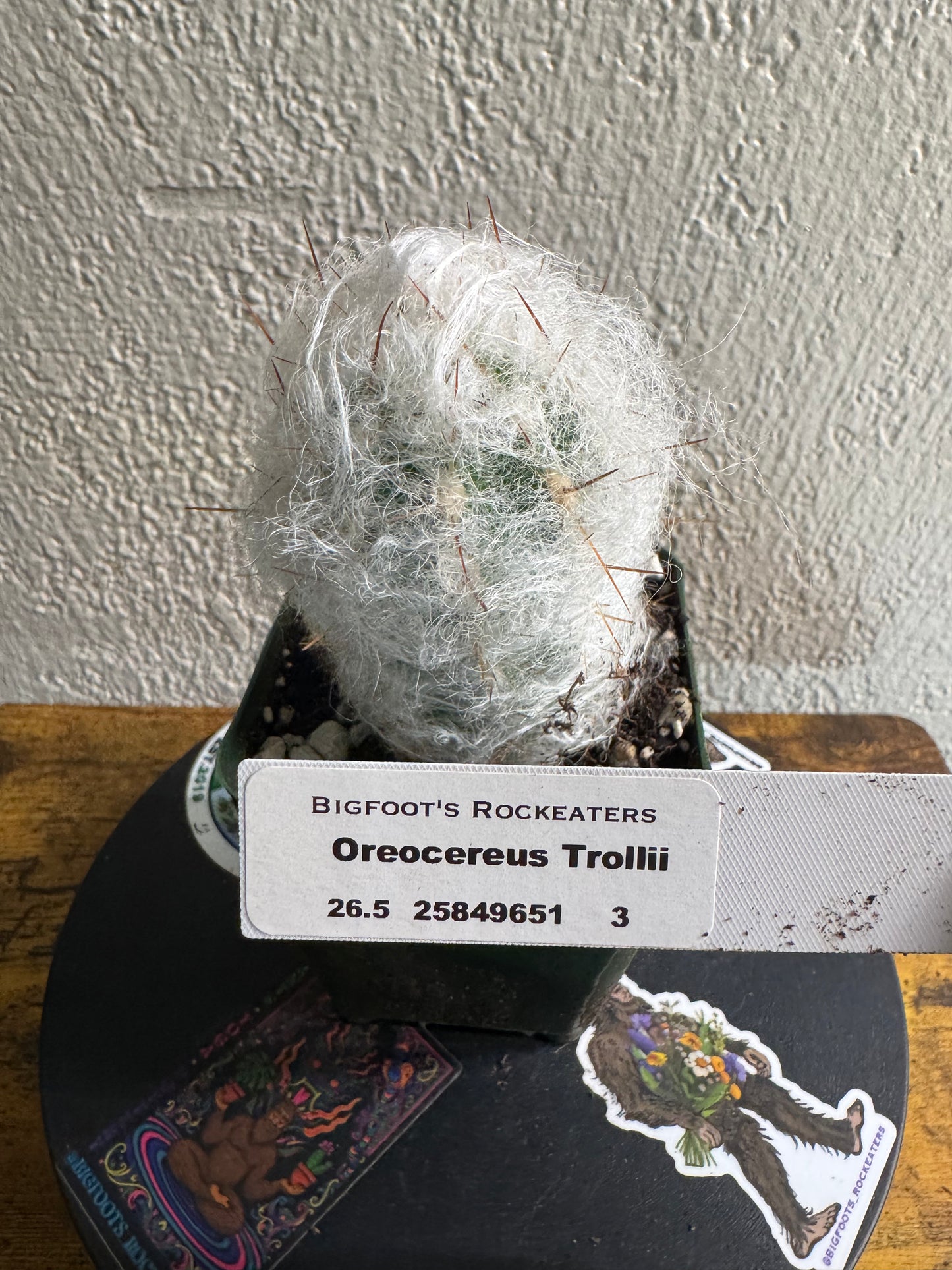 🌵 Oreocereus trollii (Old Man of the Andes) 3