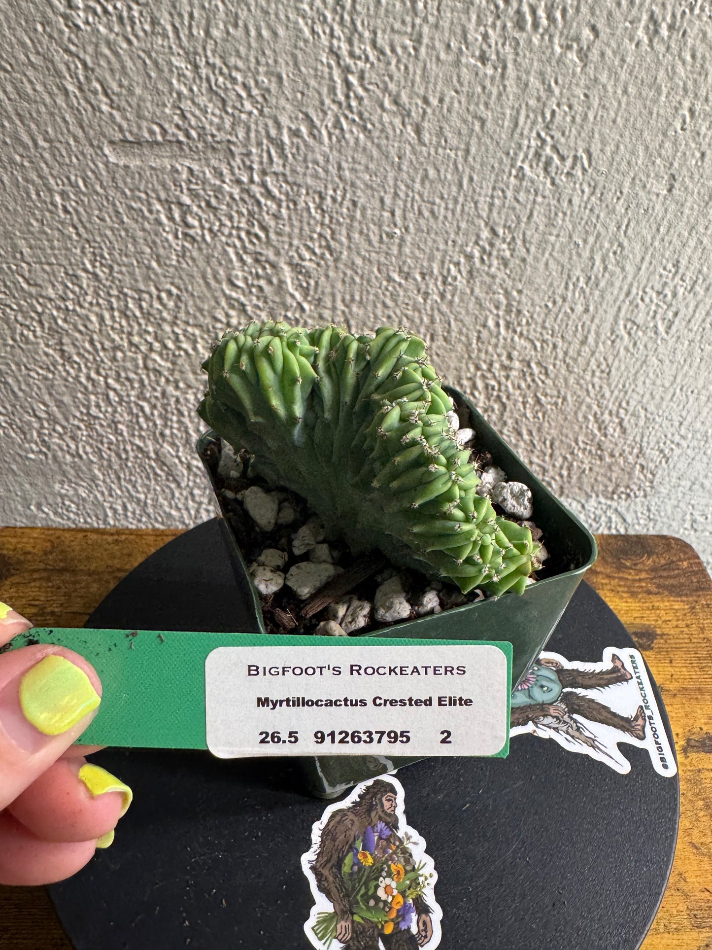 🌵Myrtillocactus geometrizans f. cristata (Myrtillocactus ‘Crested Elite’) 2