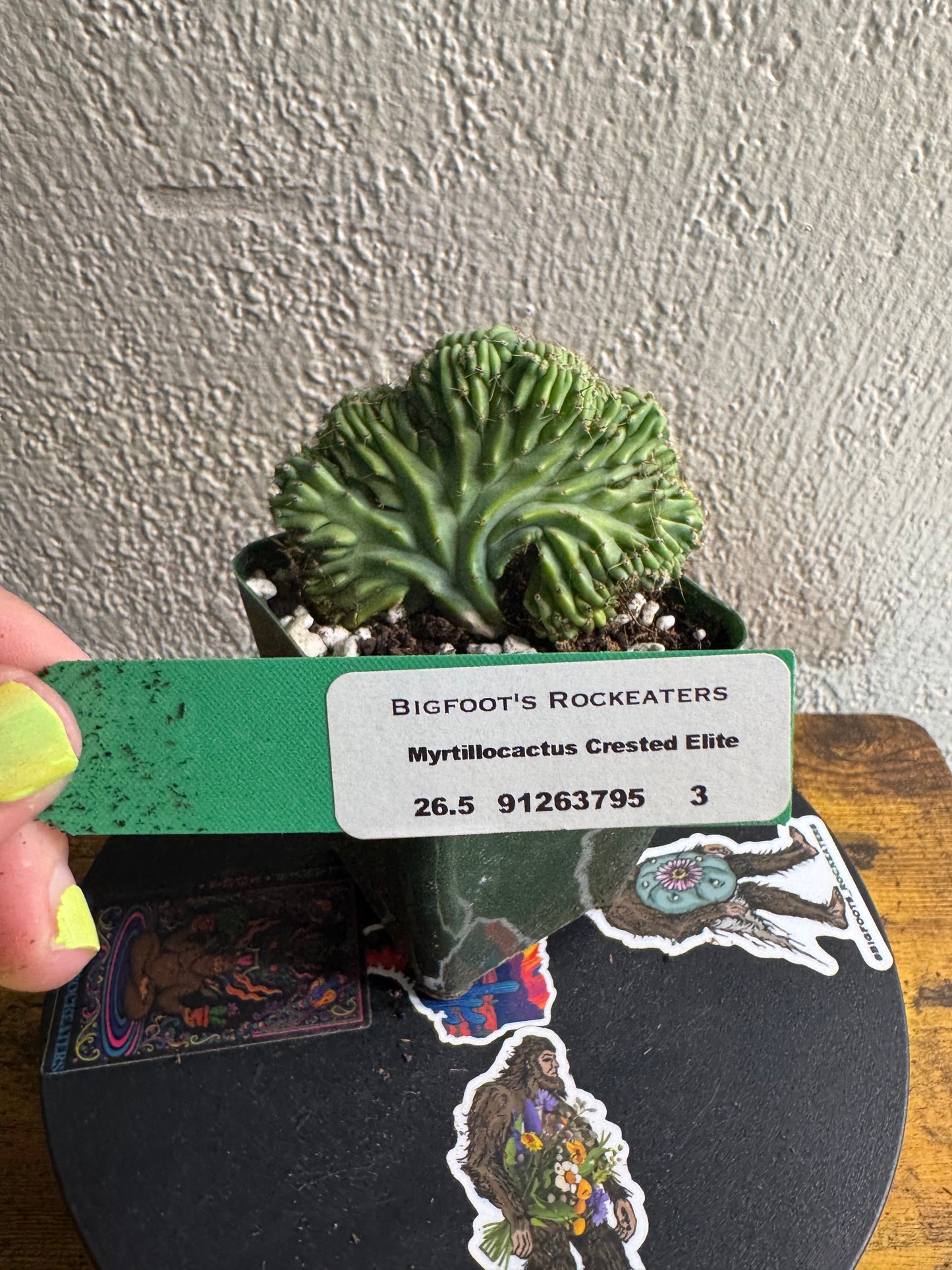 🌵Myrtillocactus geometrizans f. cristata (Myrtillocactus ‘Crested Elite’) 3