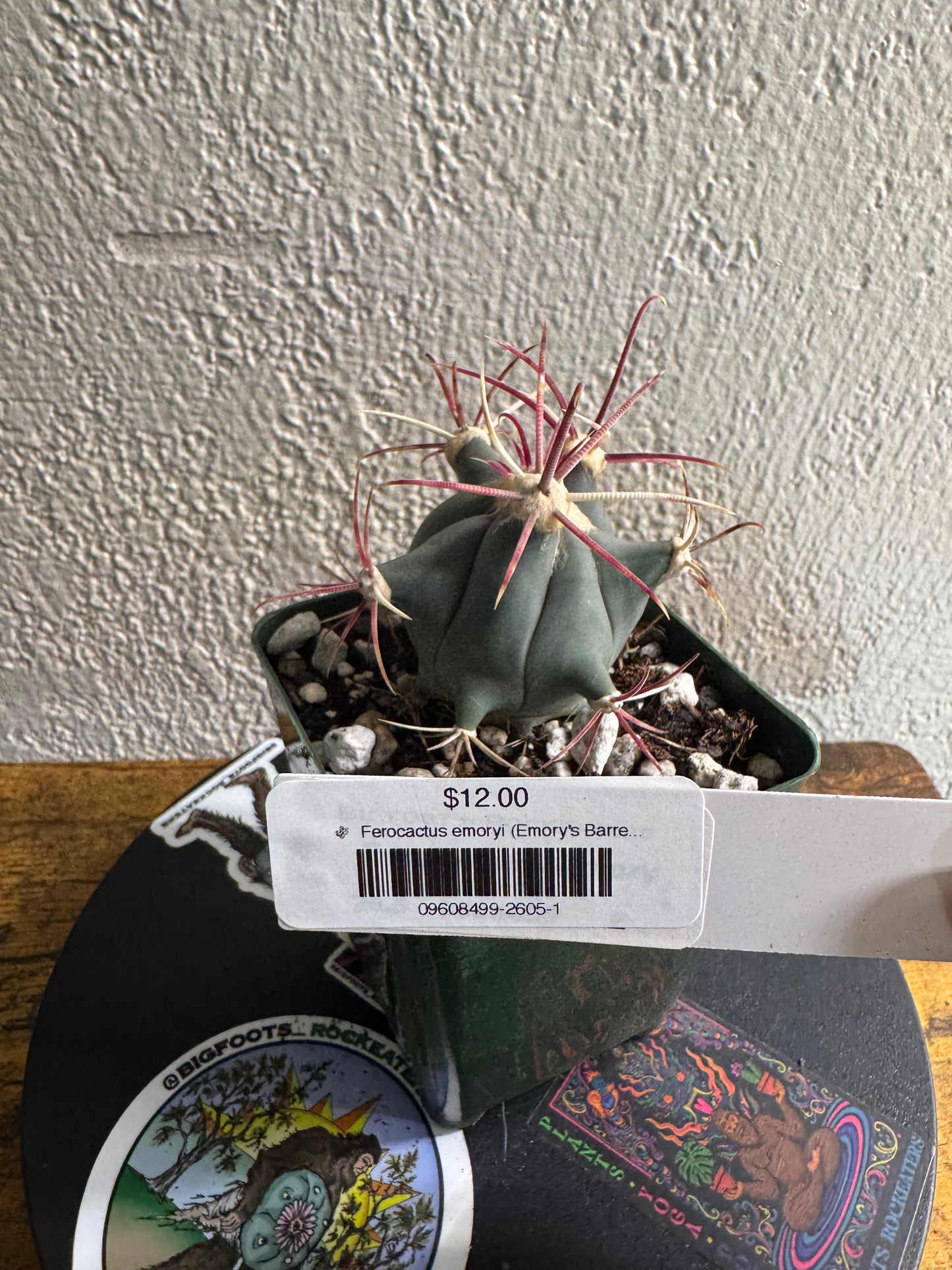 🌵 Ferocactus emoryi (Emory’s Barrel Cactus) 1