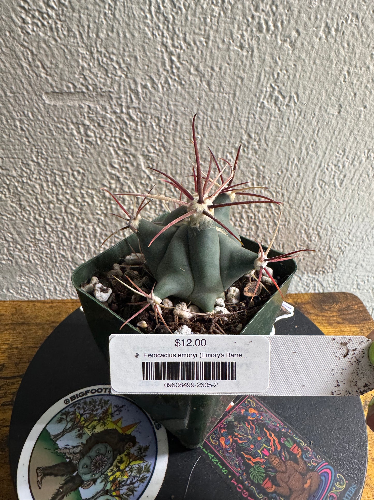 🌵 Ferocactus emoryi (Emory’s Barrel Cactus) 2