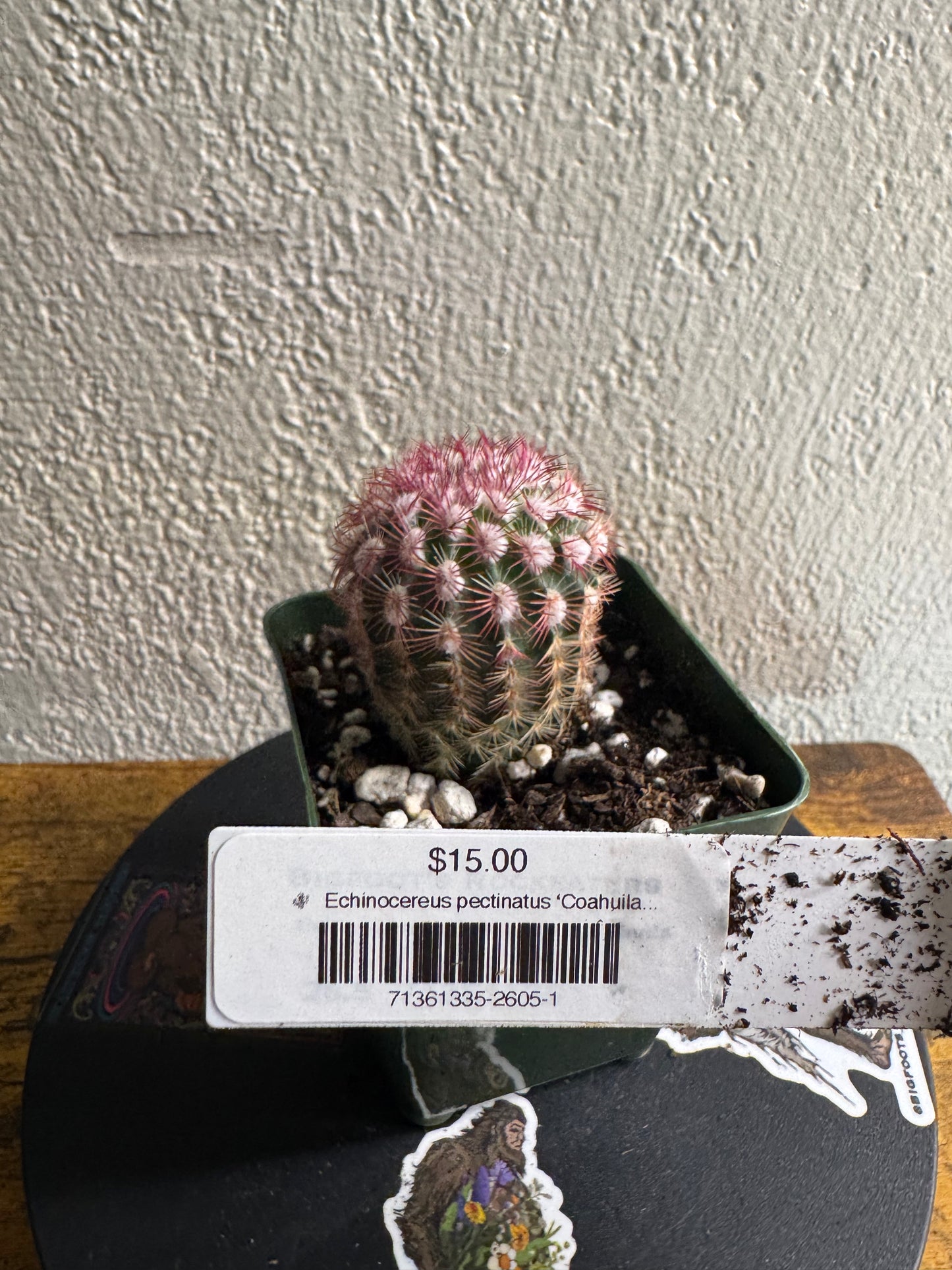 🌵 Echinocereus pectinatus ‘Coahuila’ (Rainbow Hedgehog Cactus) 1