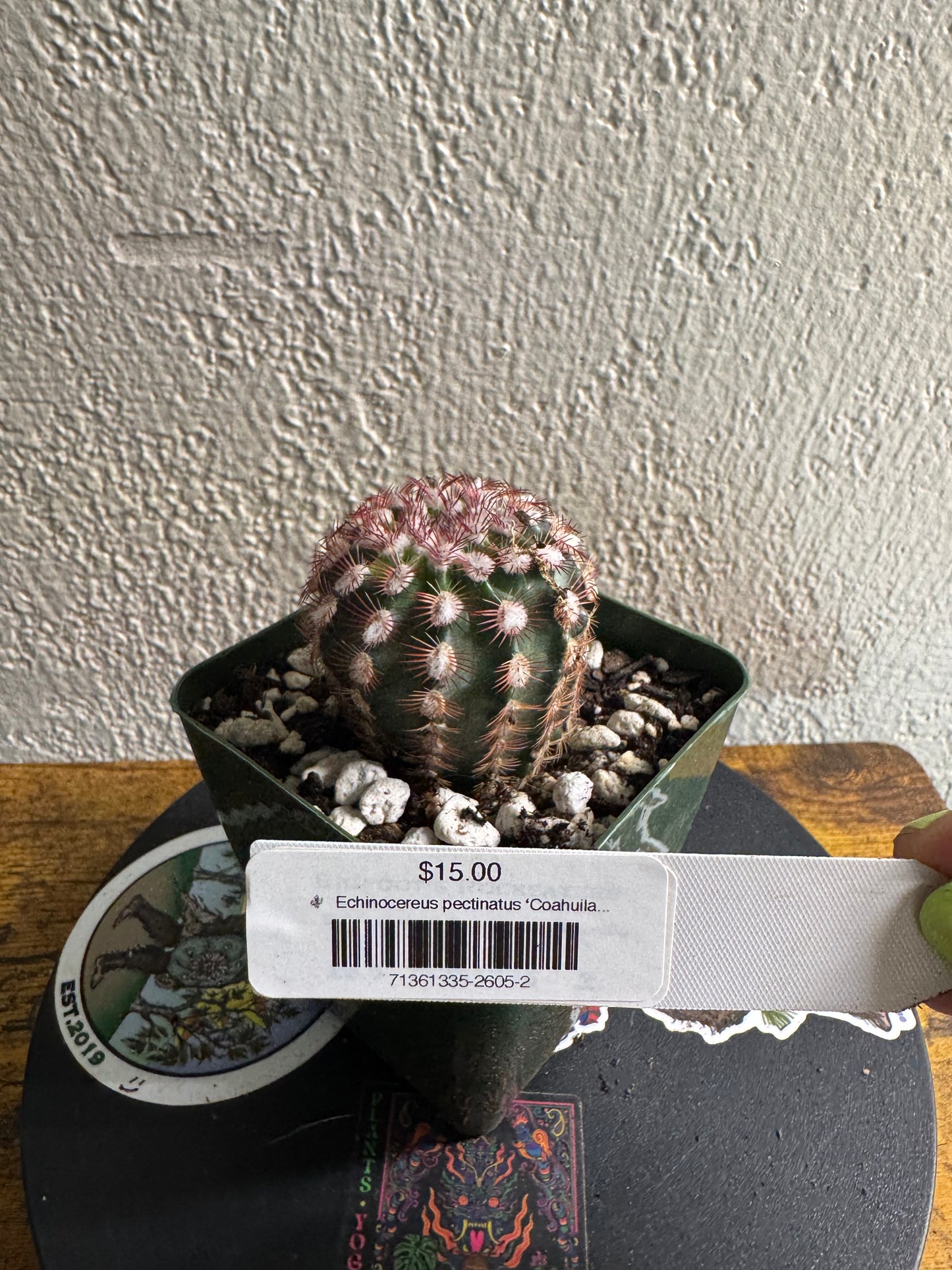 🌵 Echinocereus pectinatus ‘Coahuila’ (Rainbow Hedgehog Cactus) 2
