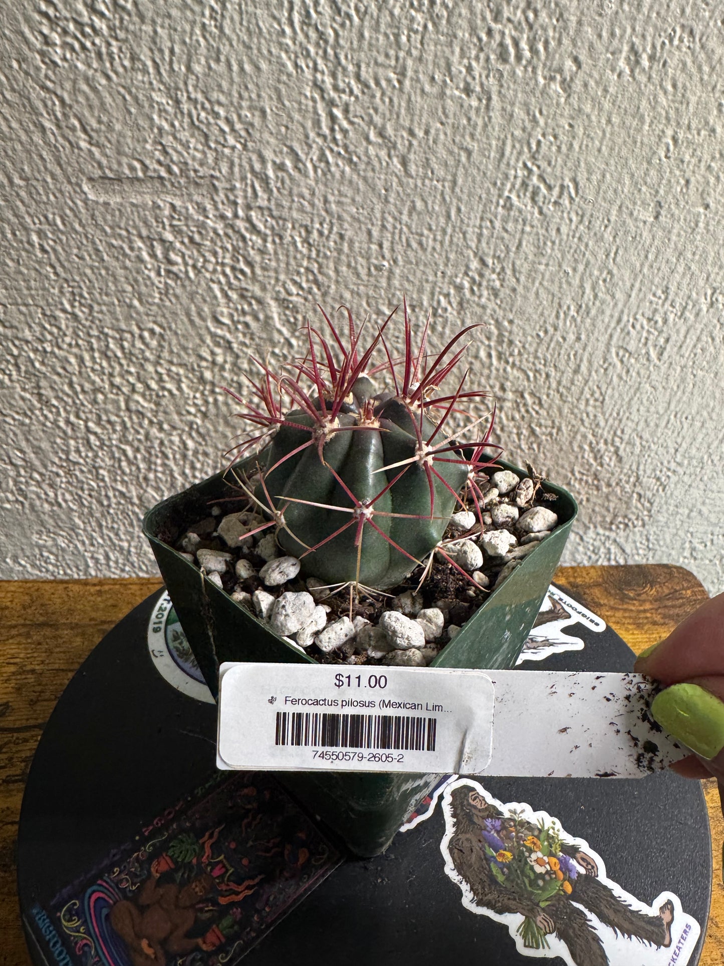 🌵 Ferocactus pilosus (Mexican Lime Cactus / Fire Barrel) 2