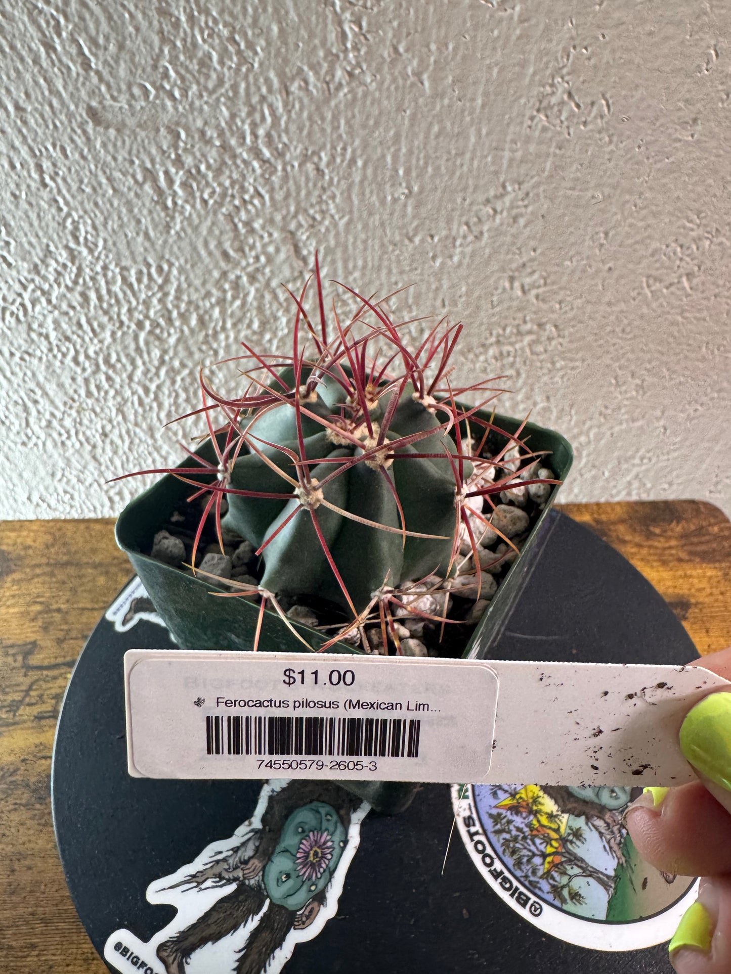 🌵 Ferocactus pilosus (Mexican Lime Cactus / Fire Barrel) 3