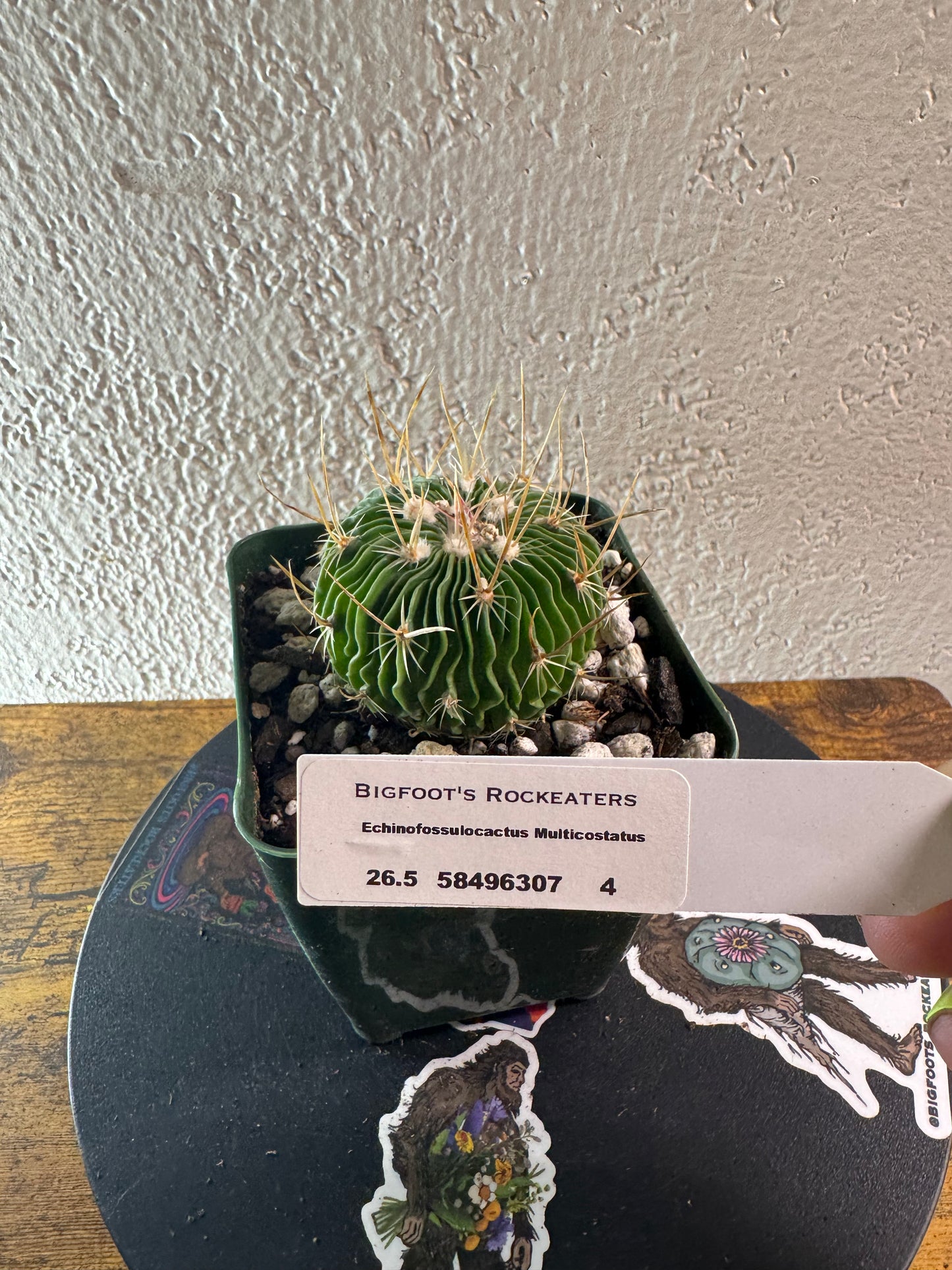 🌵 Echinofossulocactus multicostatus (Stenocactus multicostatus) 4