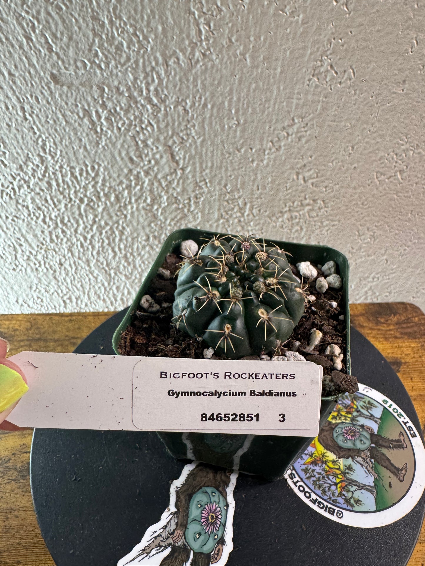 🌵 Gymnocalycium baldianum (Dwarf Chin Cactus) 1