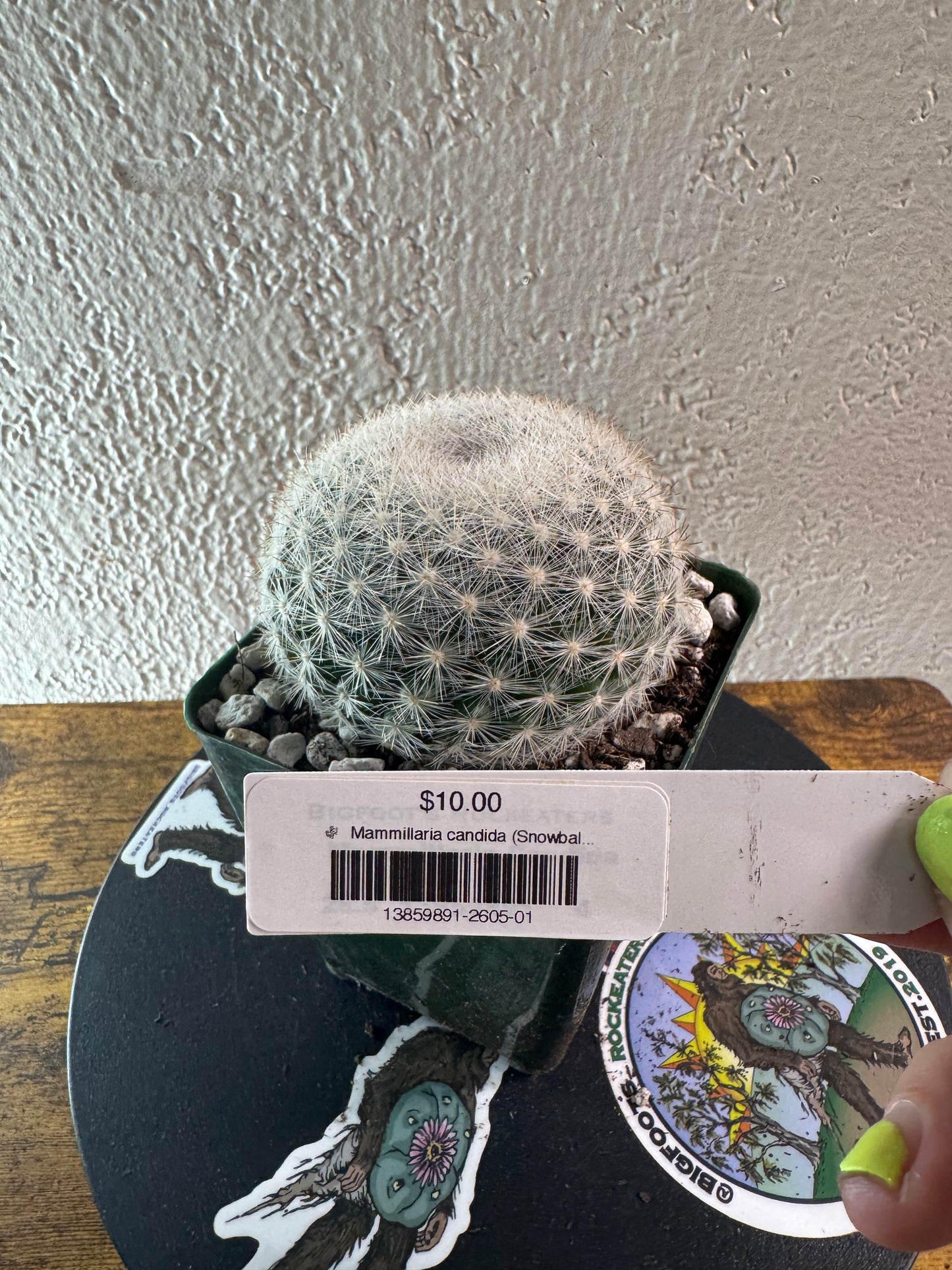 🌵 Mammillaria candida (Snowball Cactus) 1