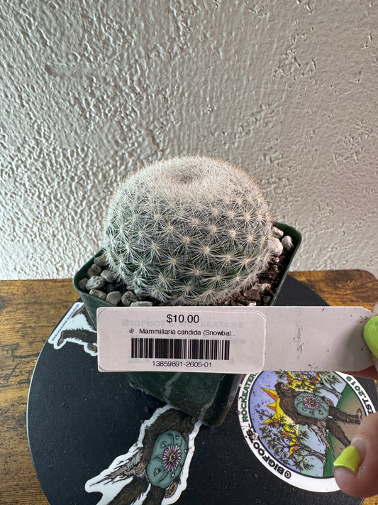 🌵 Mammillaria candida (Snowball Cactus) 1