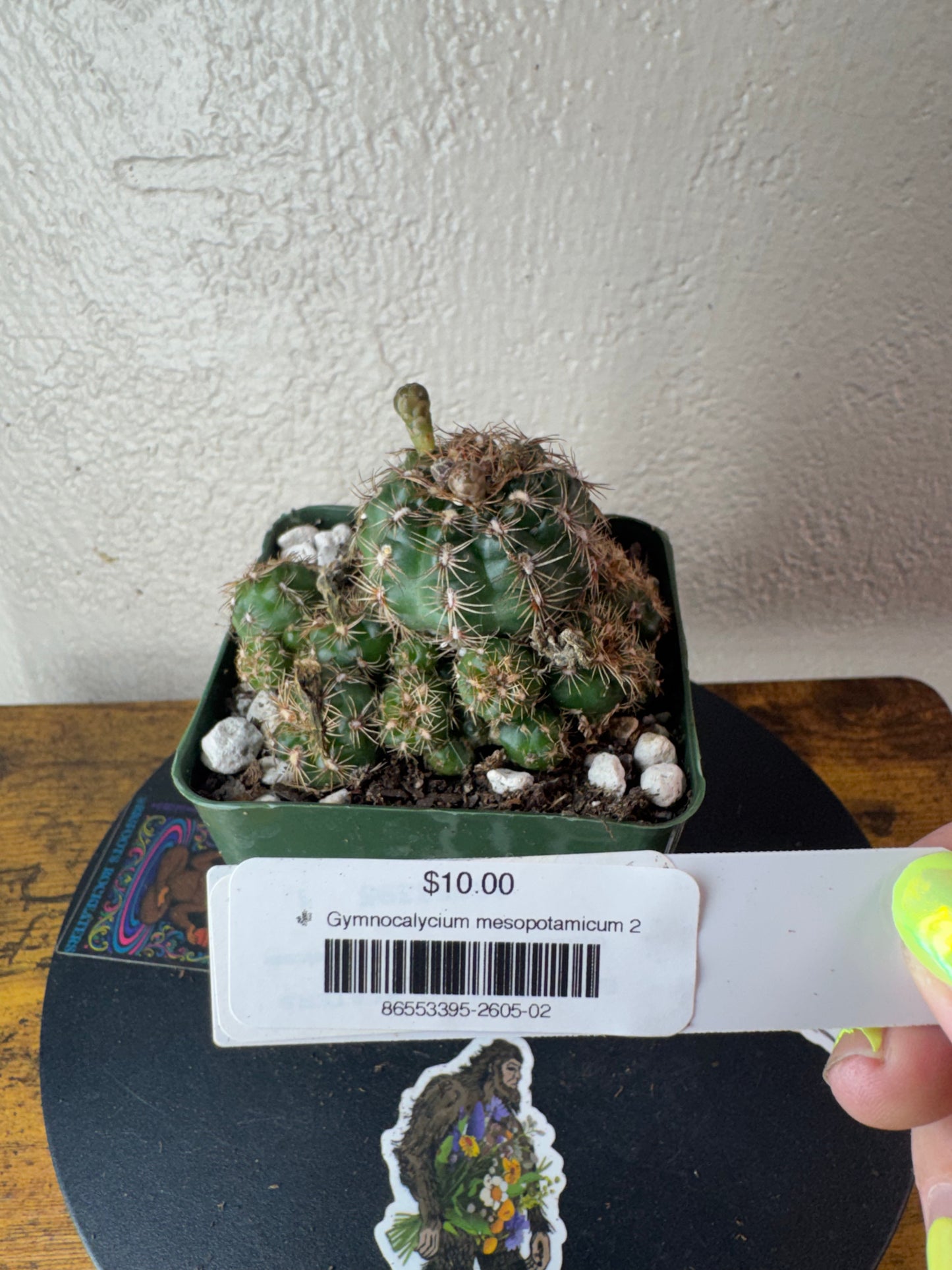 🌵 Gymnocalycium mesopotamicum 2