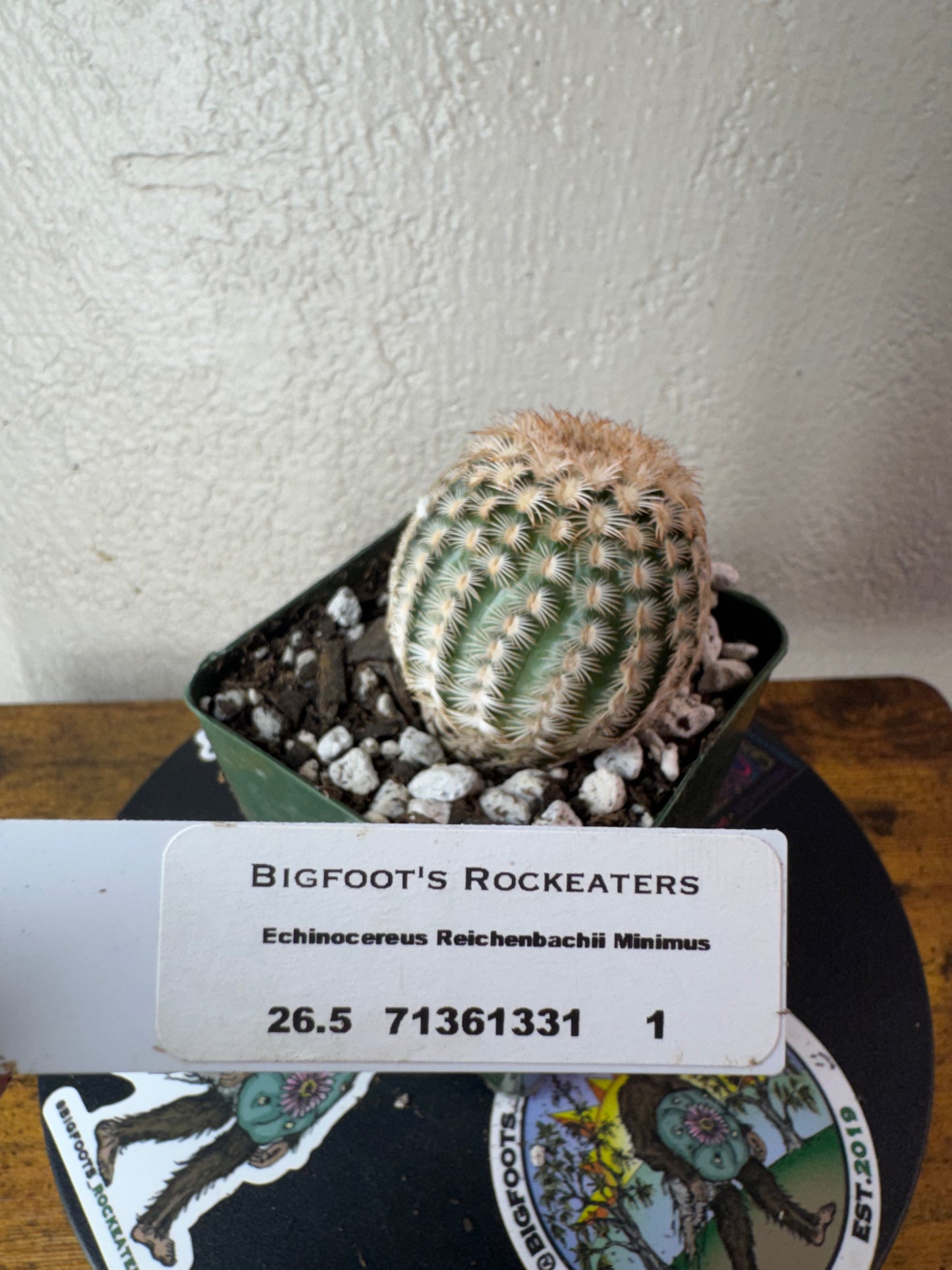 🌵 Echinocereus reichenbachii ‘Minimus’ (Mini Lace Cactus) 2