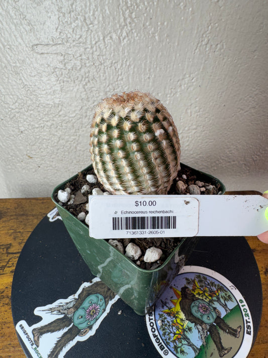 🌵 Echinocereus reichenbachii ‘Minimus’ (Mini Lace Cactus) 1