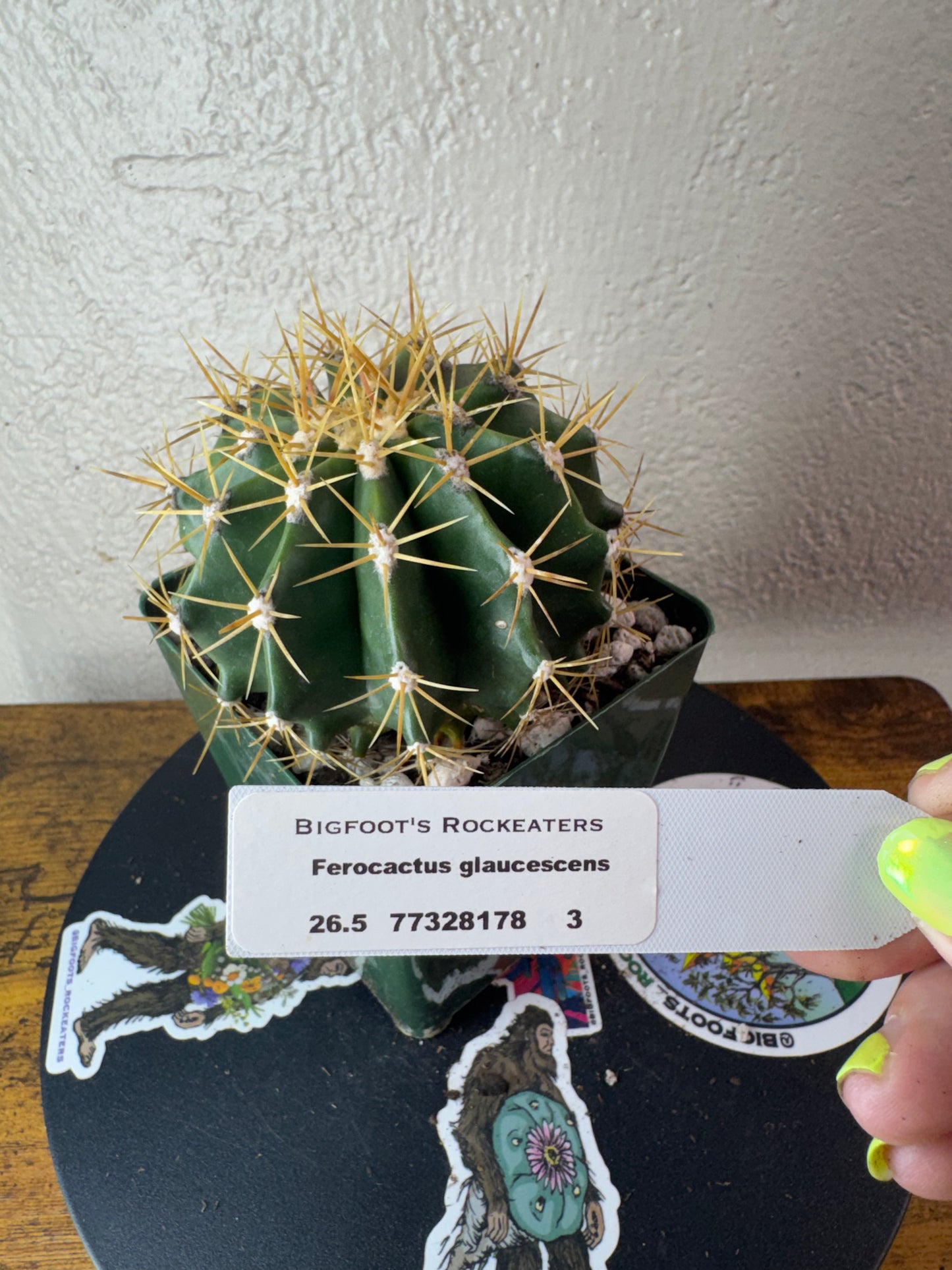 🌵 Ferocactus glaucescens (Blue Barrel Cactus) 3