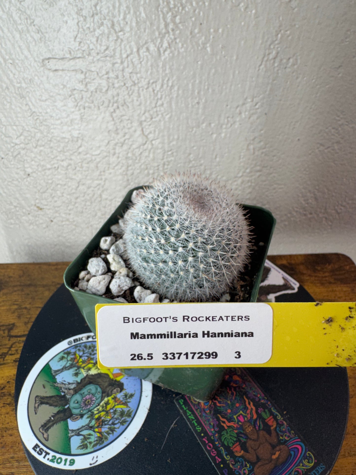 🌵 Mammillaria hahniana (Old Lady Cactus) 3