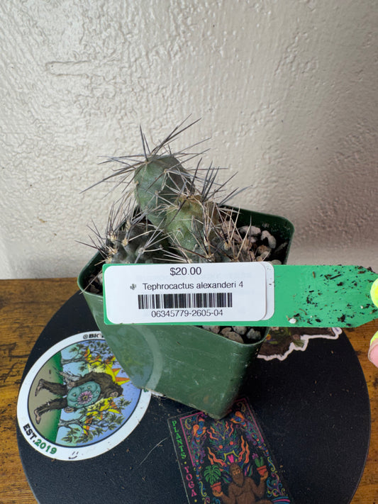 🌵 Tephrocactus alexanderi 4