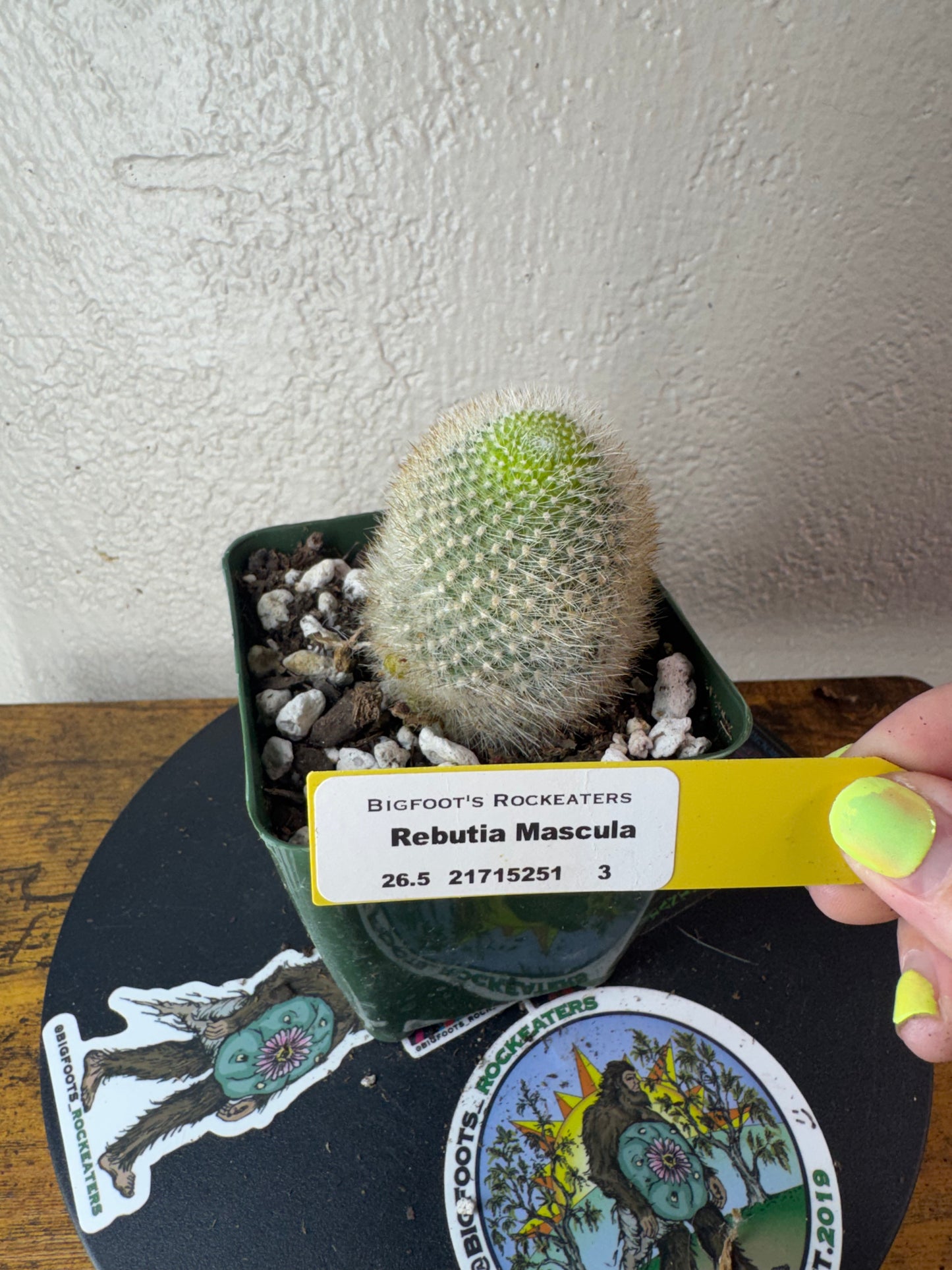 🌵 Rebutia muscula (Mouse Cactus) 3