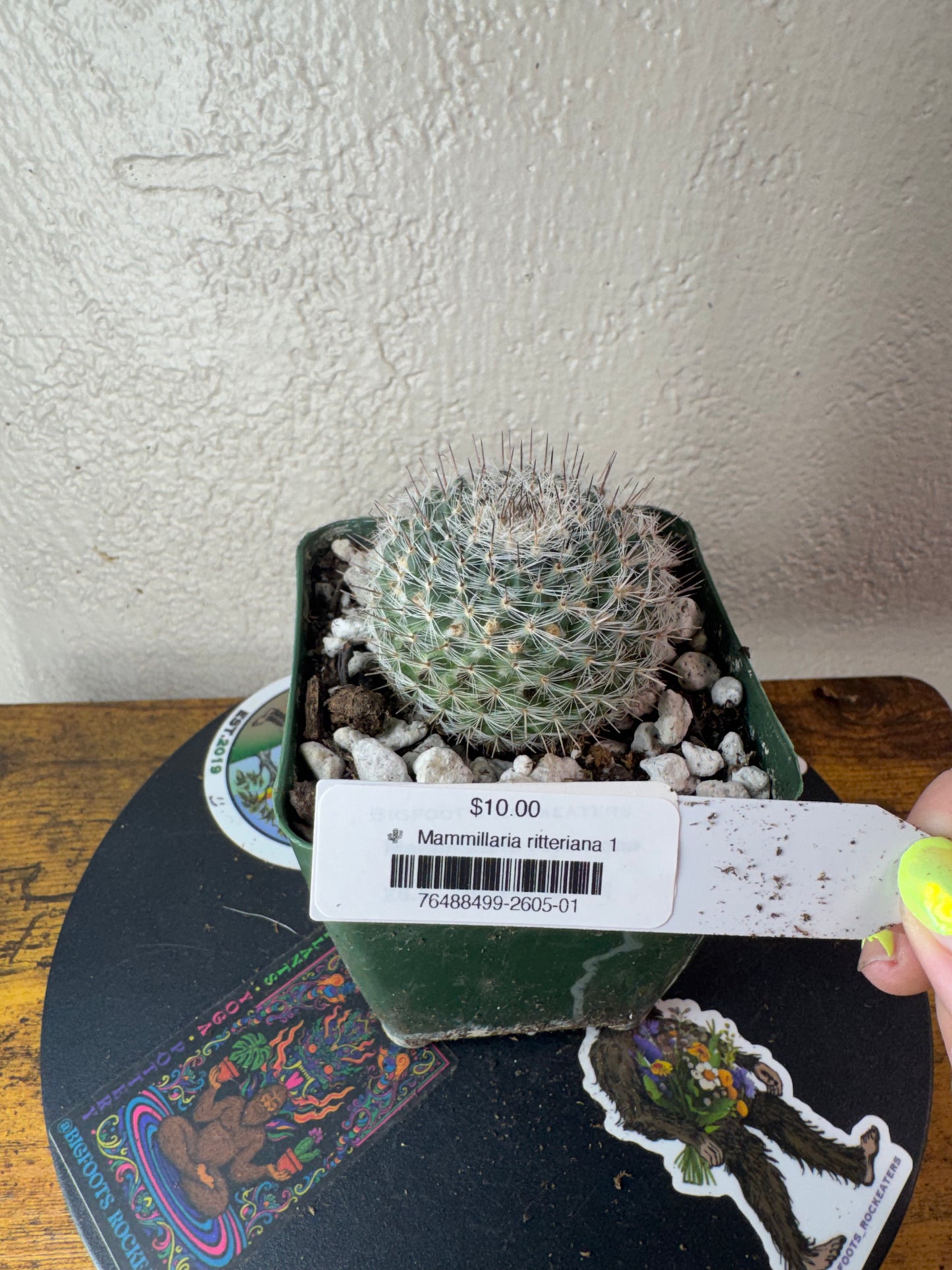 🌵 Mammillaria ritteriana 1