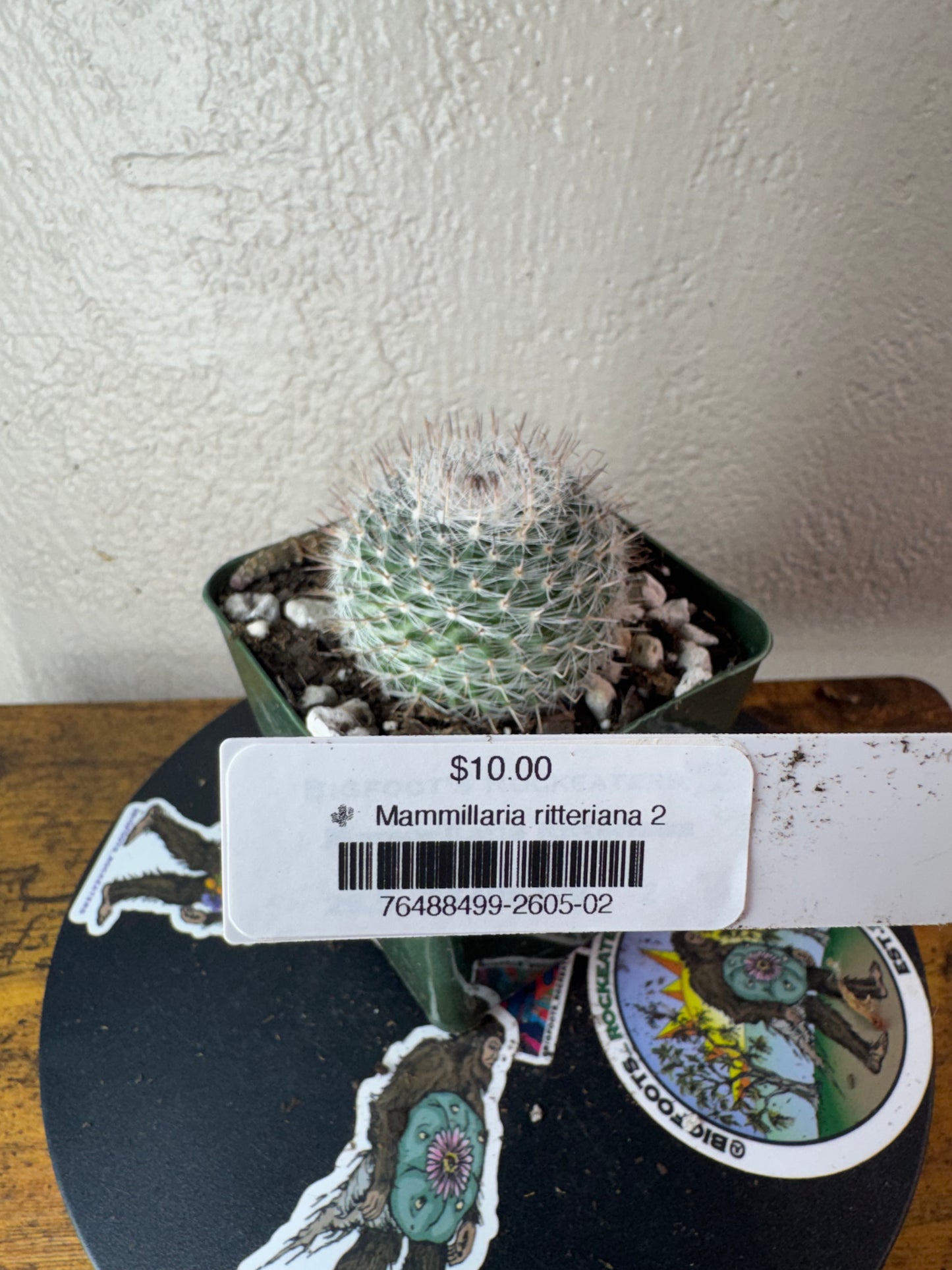 🌵 Mammillaria ritteriana 2