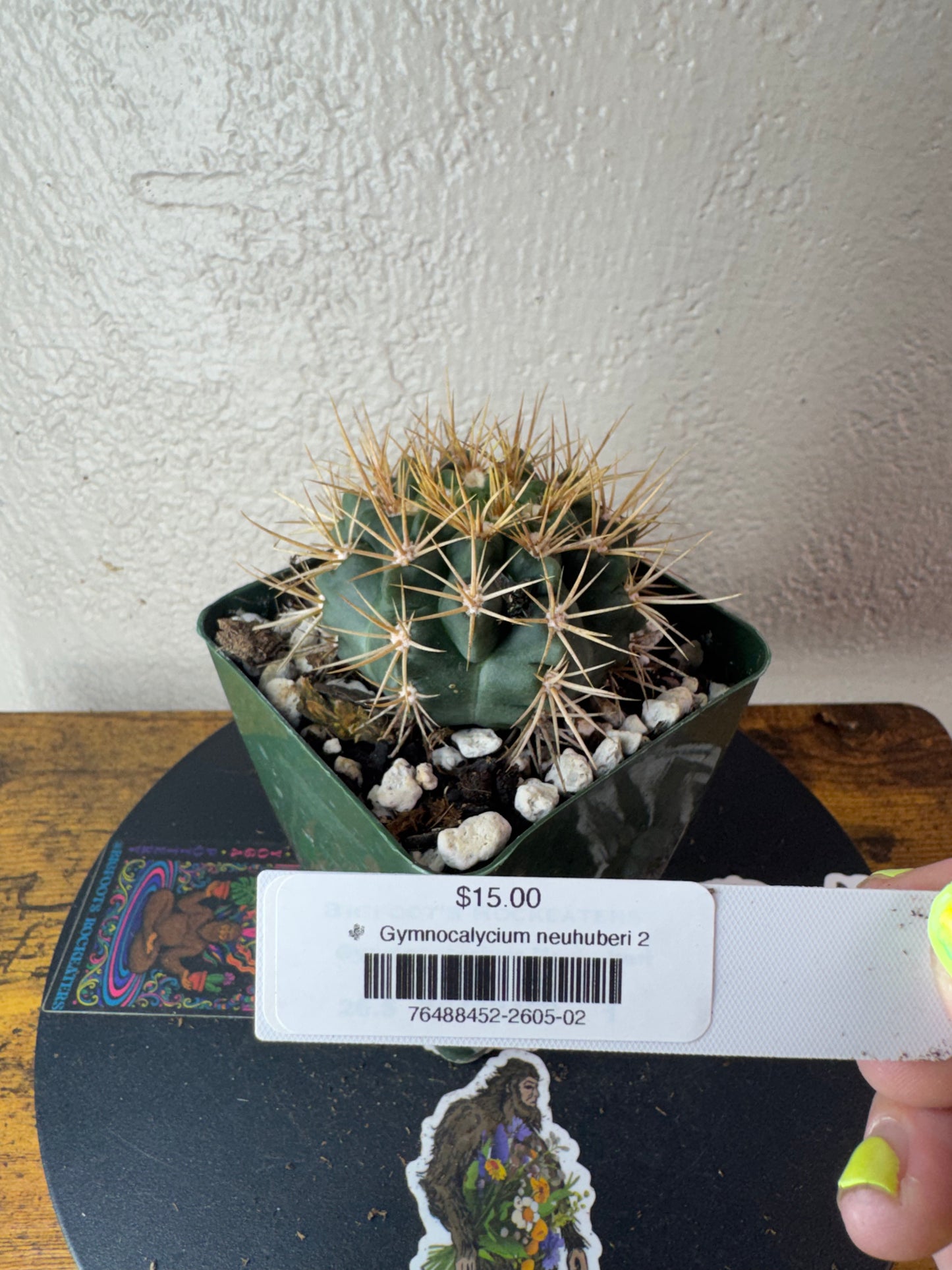 🌵 Gymnocalycium neuhuberi 2