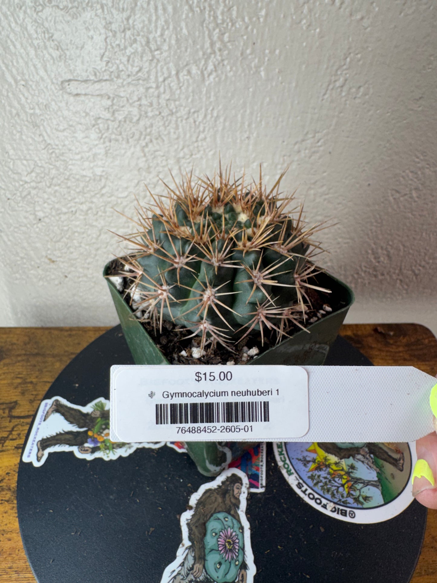🌵 Gymnocalycium neuhuberi 1