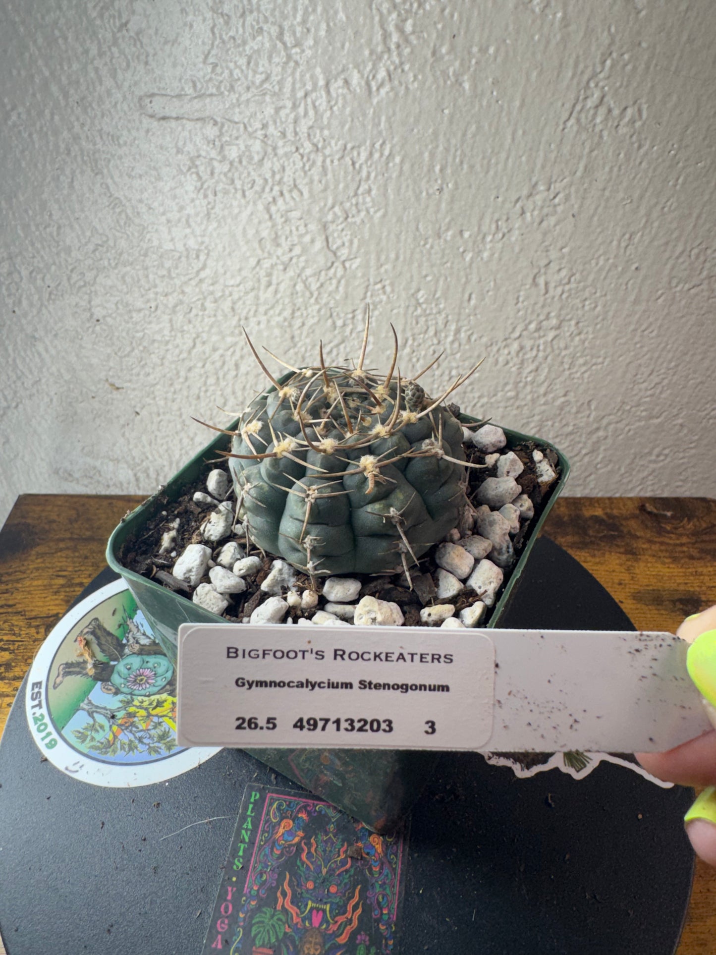 🌵 Gymnocalycium stenogonum 3