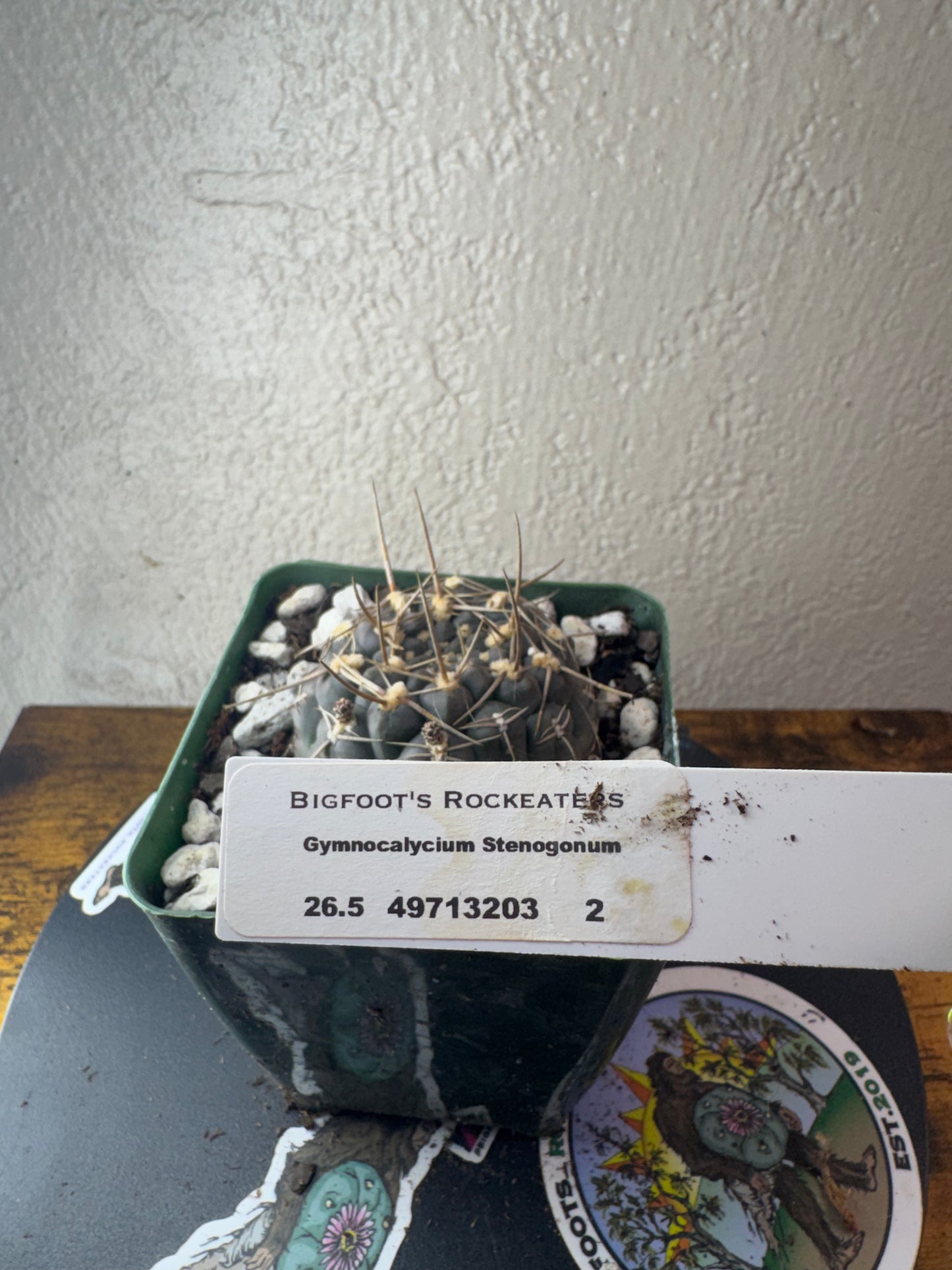 🌵 Gymnocalycium stenogonum 2