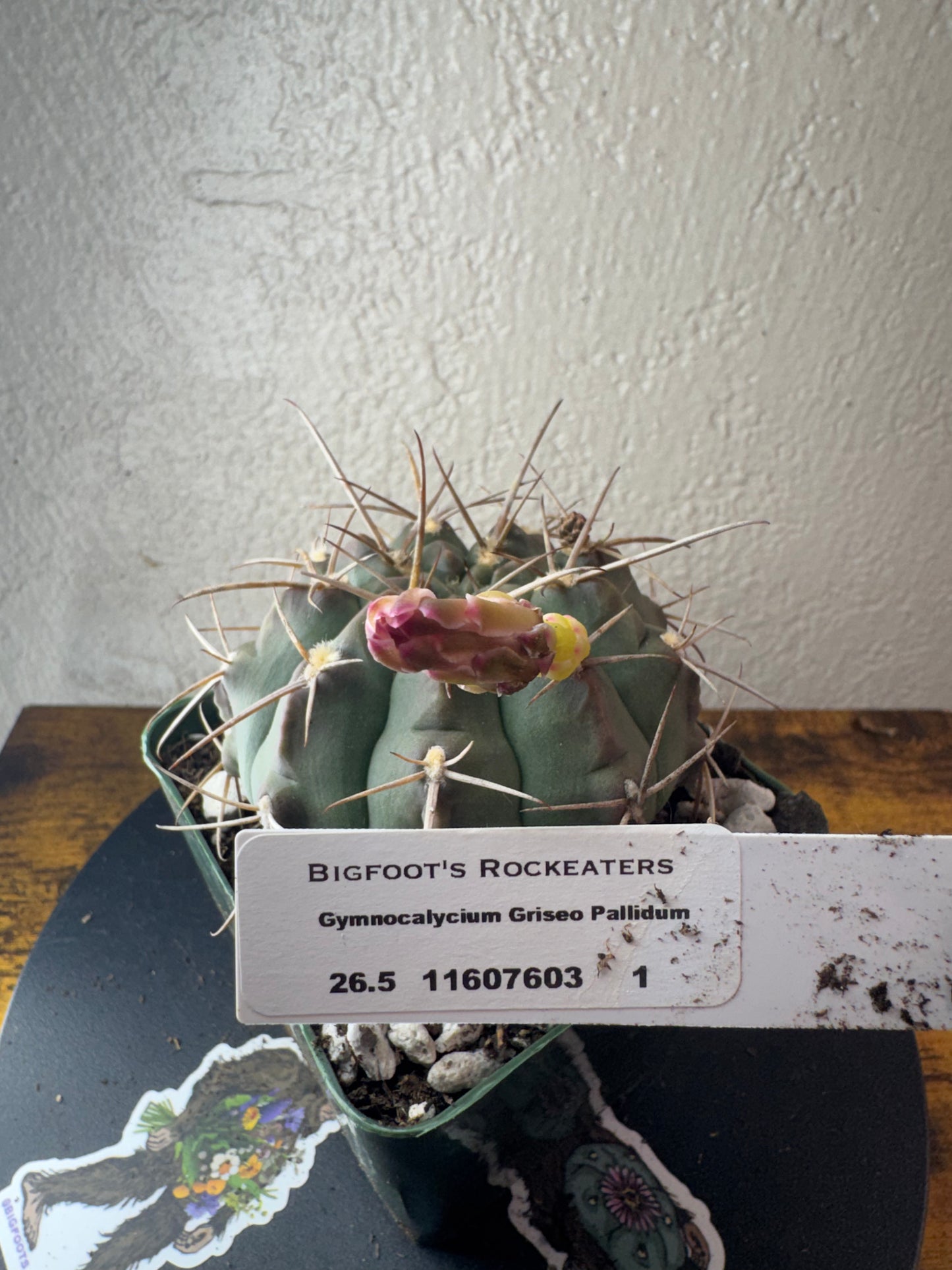 🌵 Gymnocalycium griseopallidum 1