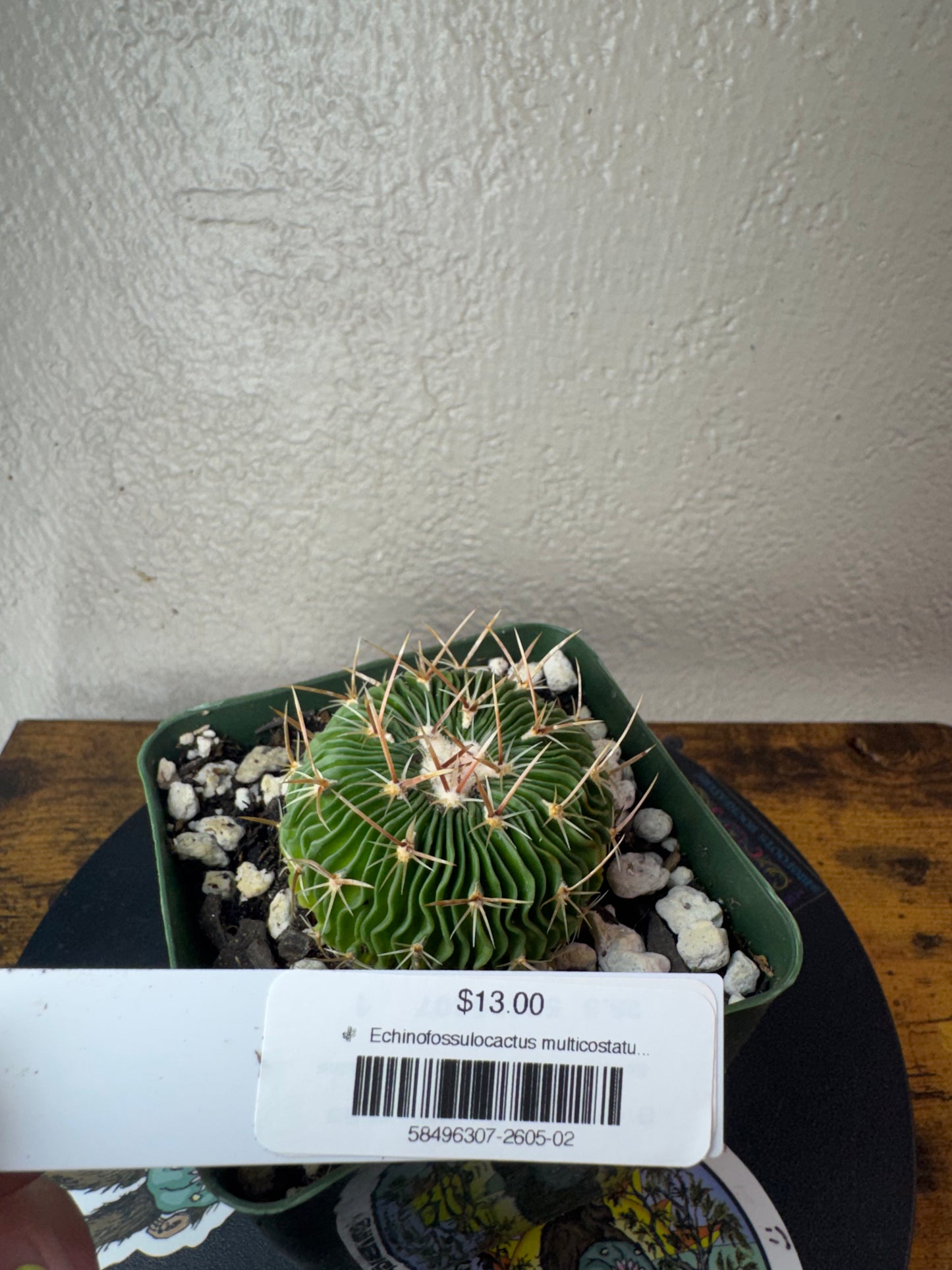 🌵 Echinofossulocactus multicostatus (Stenocactus multicostatus) 2