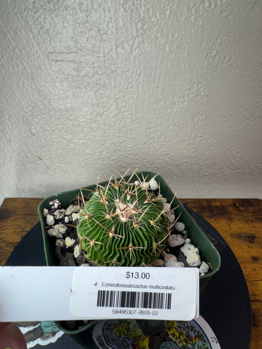 🌵 Echinofossulocactus multicostatus (Stenocactus multicostatus) 2