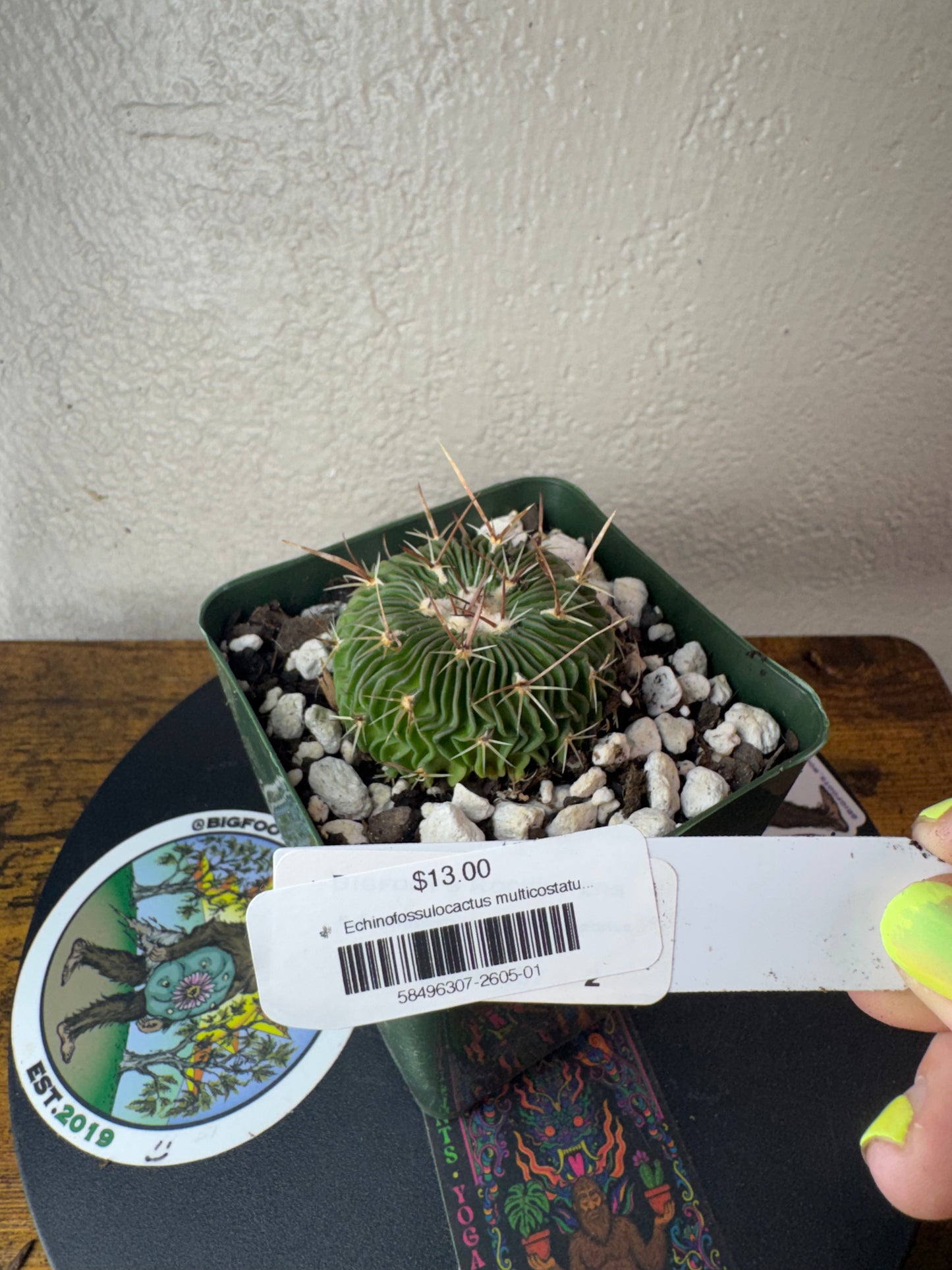 🌵 Echinofossulocactus multicostatus (Stenocactus multicostatus) 1