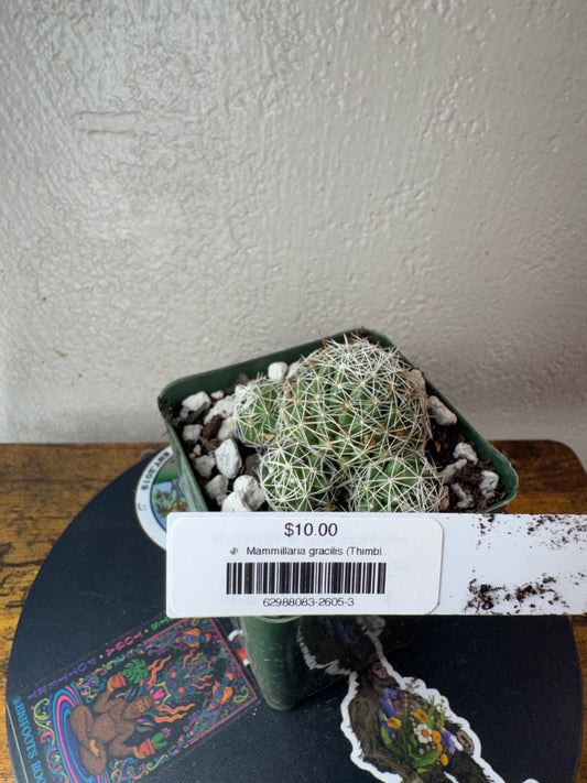 🌵 Mammillaria gracilis (Thimble Cactus) 3