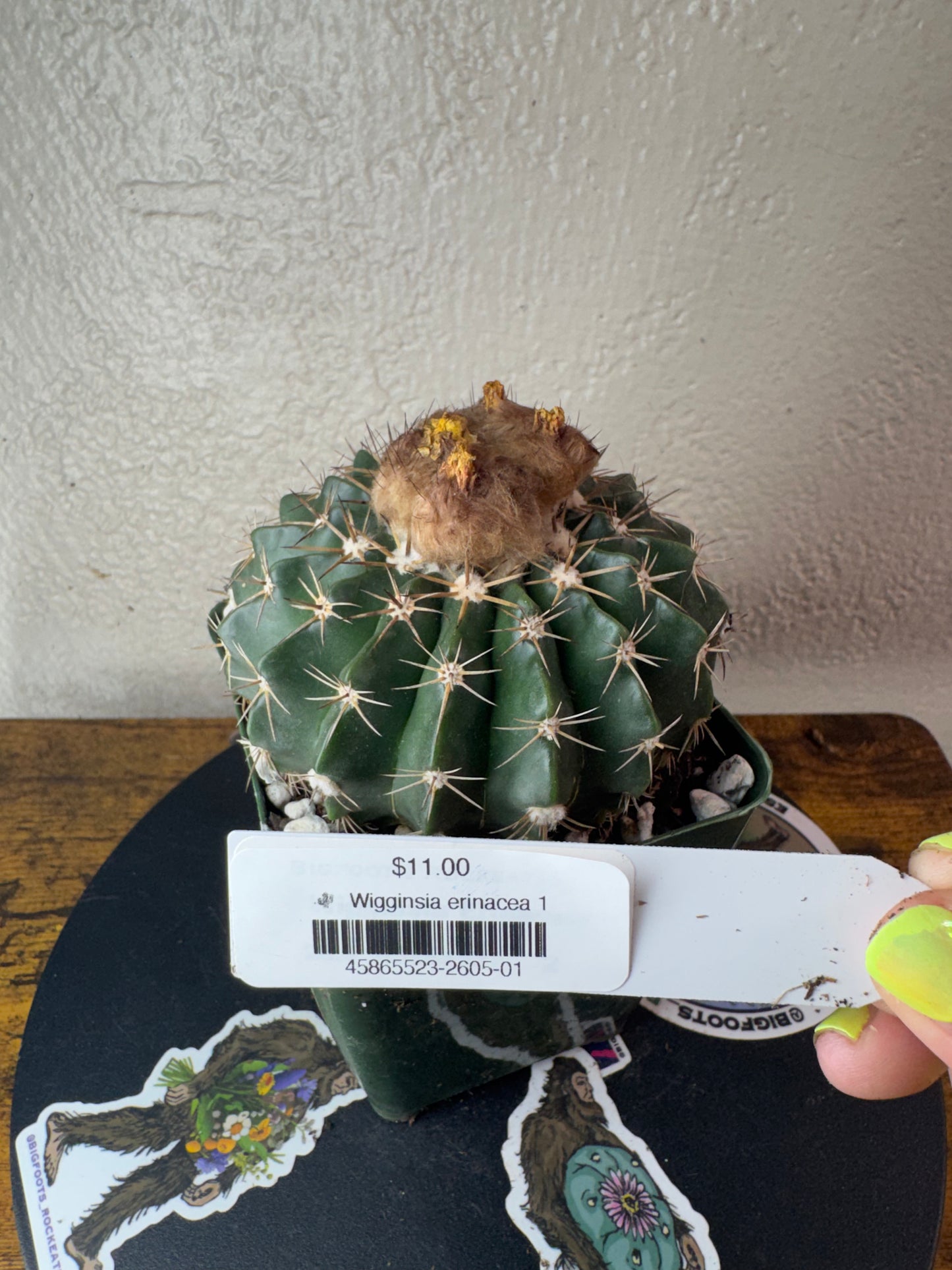 🌵 Wigginsia erinacea 1