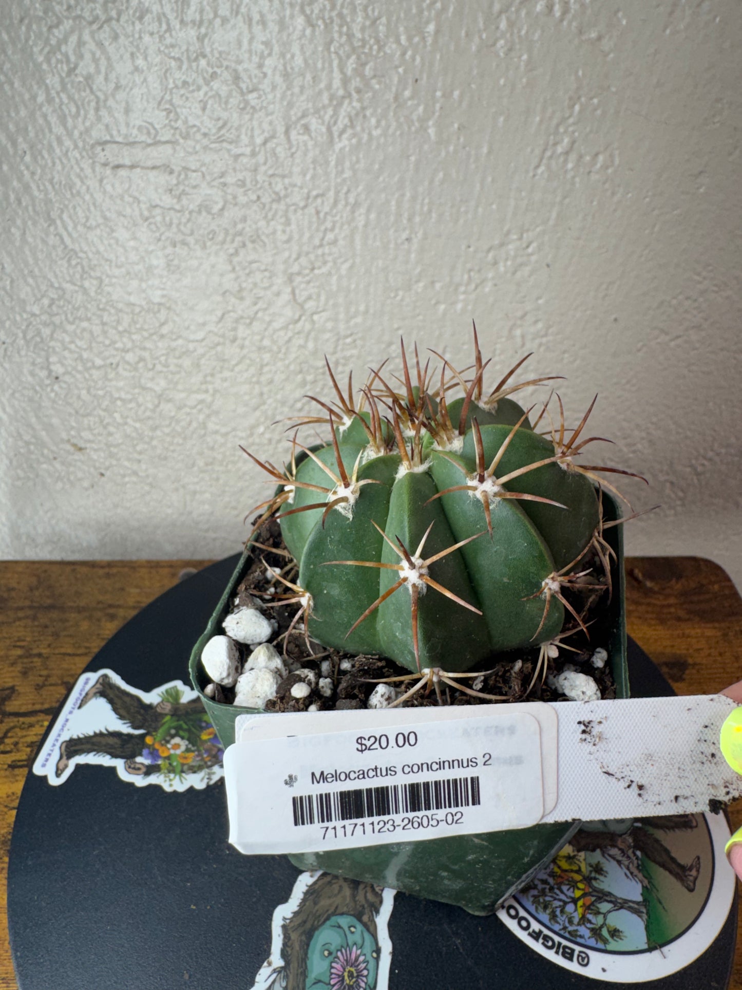 🌵 Melocactus concinnus 2