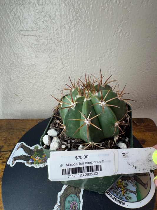 🌵 Melocactus concinnus 2