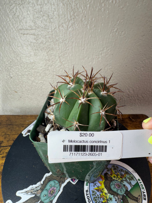 🌵 Melocactus concinnus 1