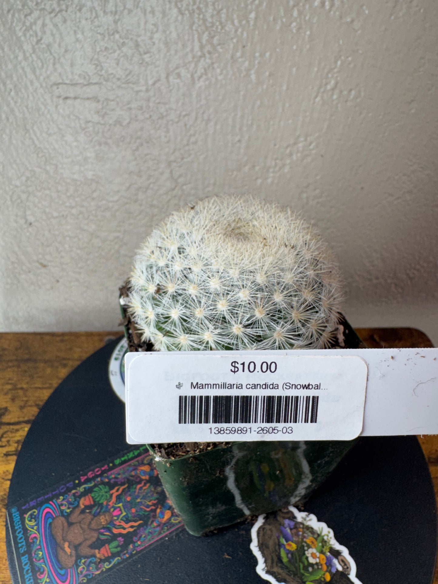 🌵 Mammillaria candida (Snowball Cactus) 3