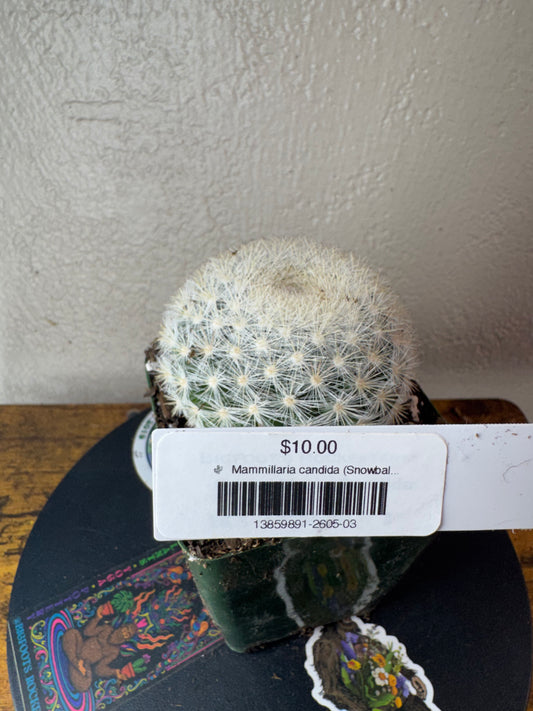 🌵 Mammillaria candida (Snowball Cactus) 3
