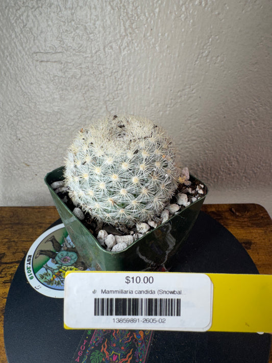 🌵 Mammillaria candida (Snowball Cactus) 2