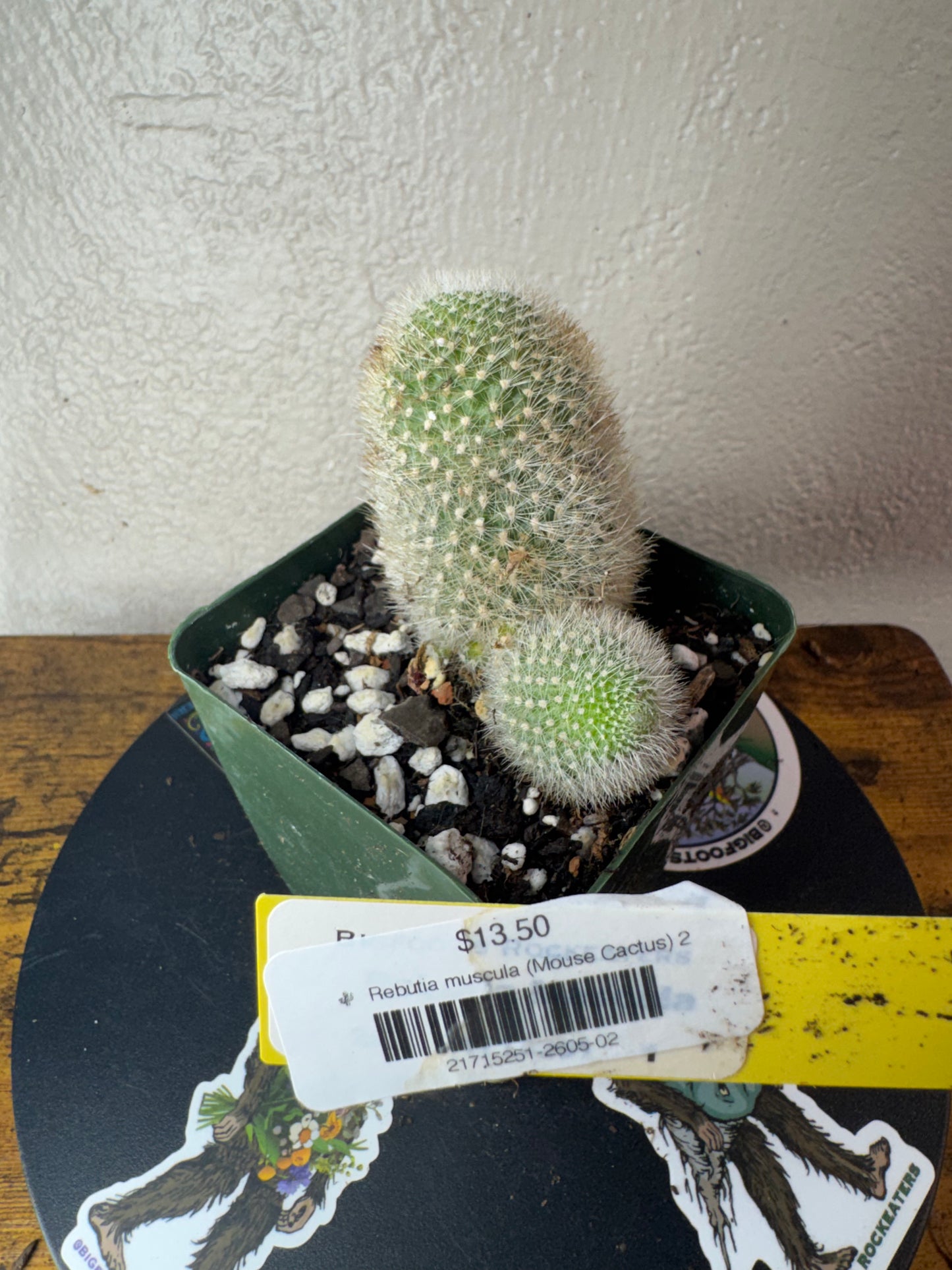 🌵 Rebutia muscula (Mouse Cactus) 2
