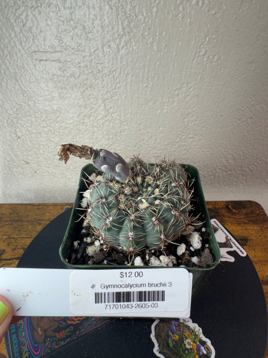 🌵 Gymnocalycium bruchii 3
