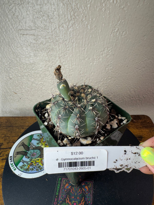 🌵 Gymnocalycium bruchii 1