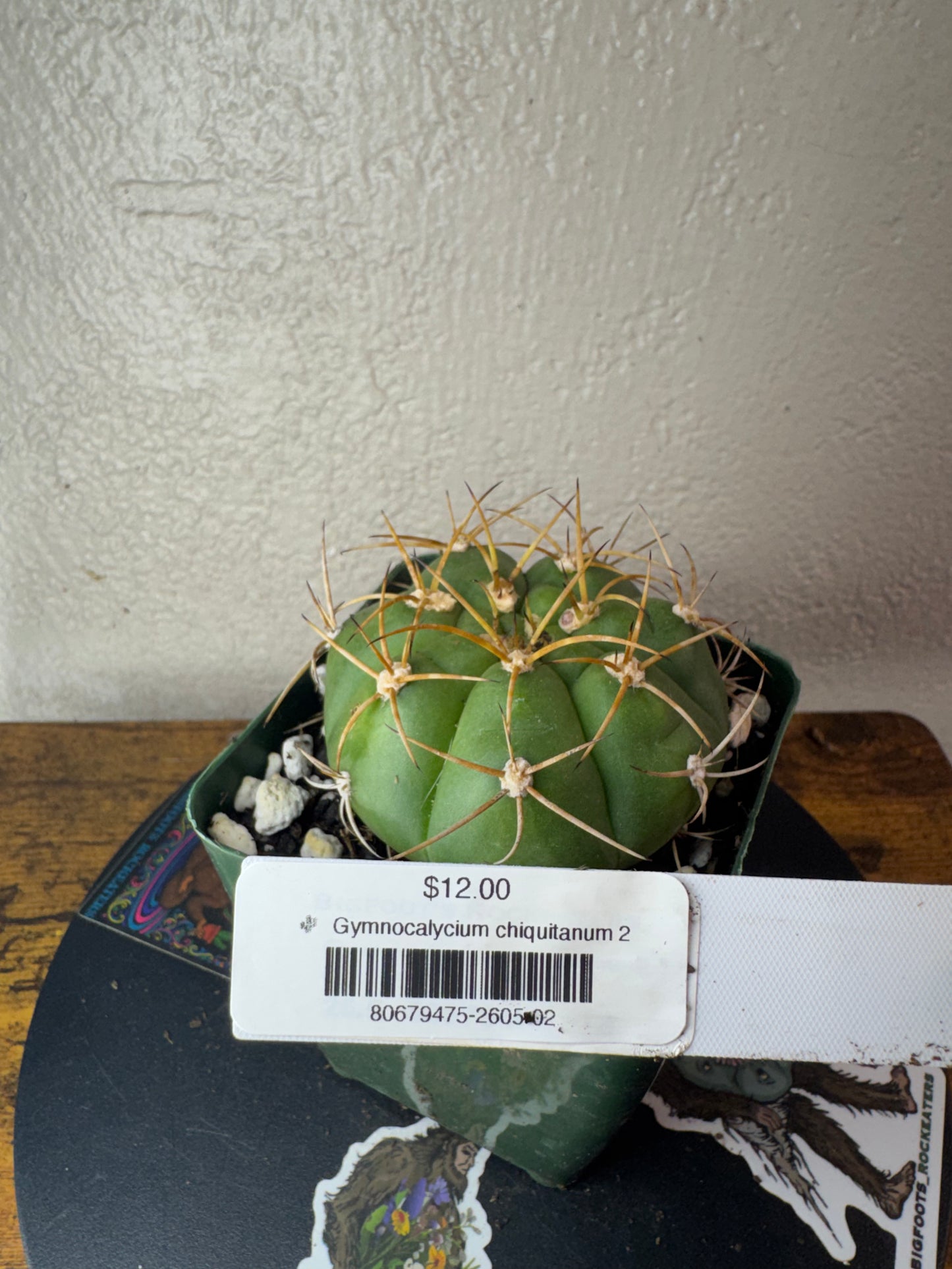 🌵 Gymnocalycium chiquitanum 2