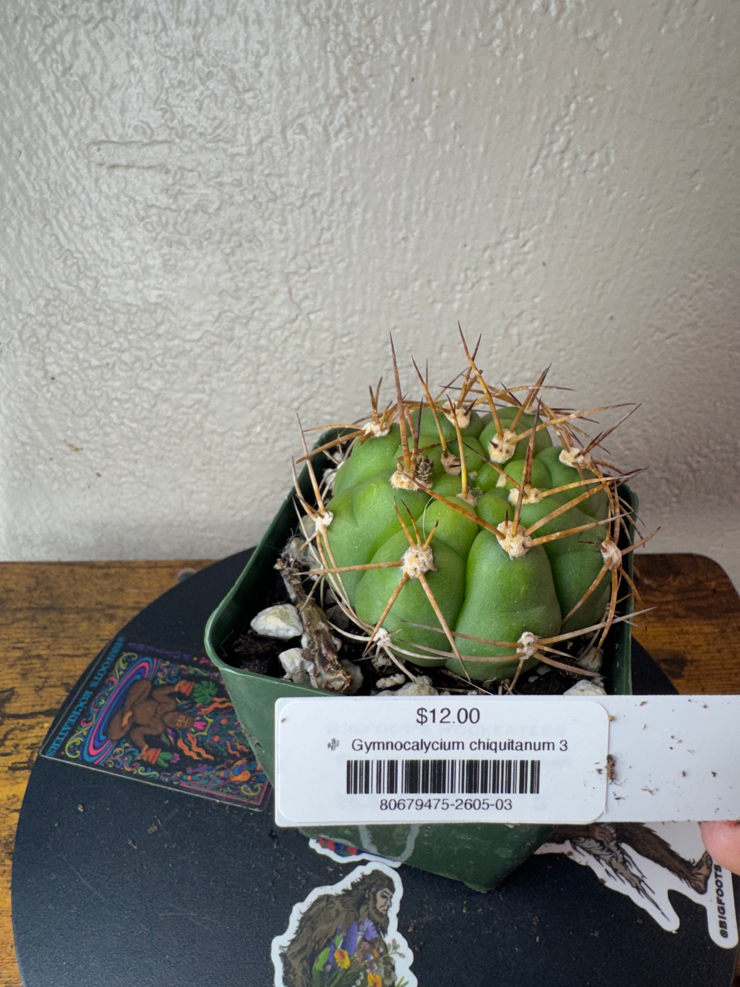 🌵 Gymnocalycium chiquitanum 3