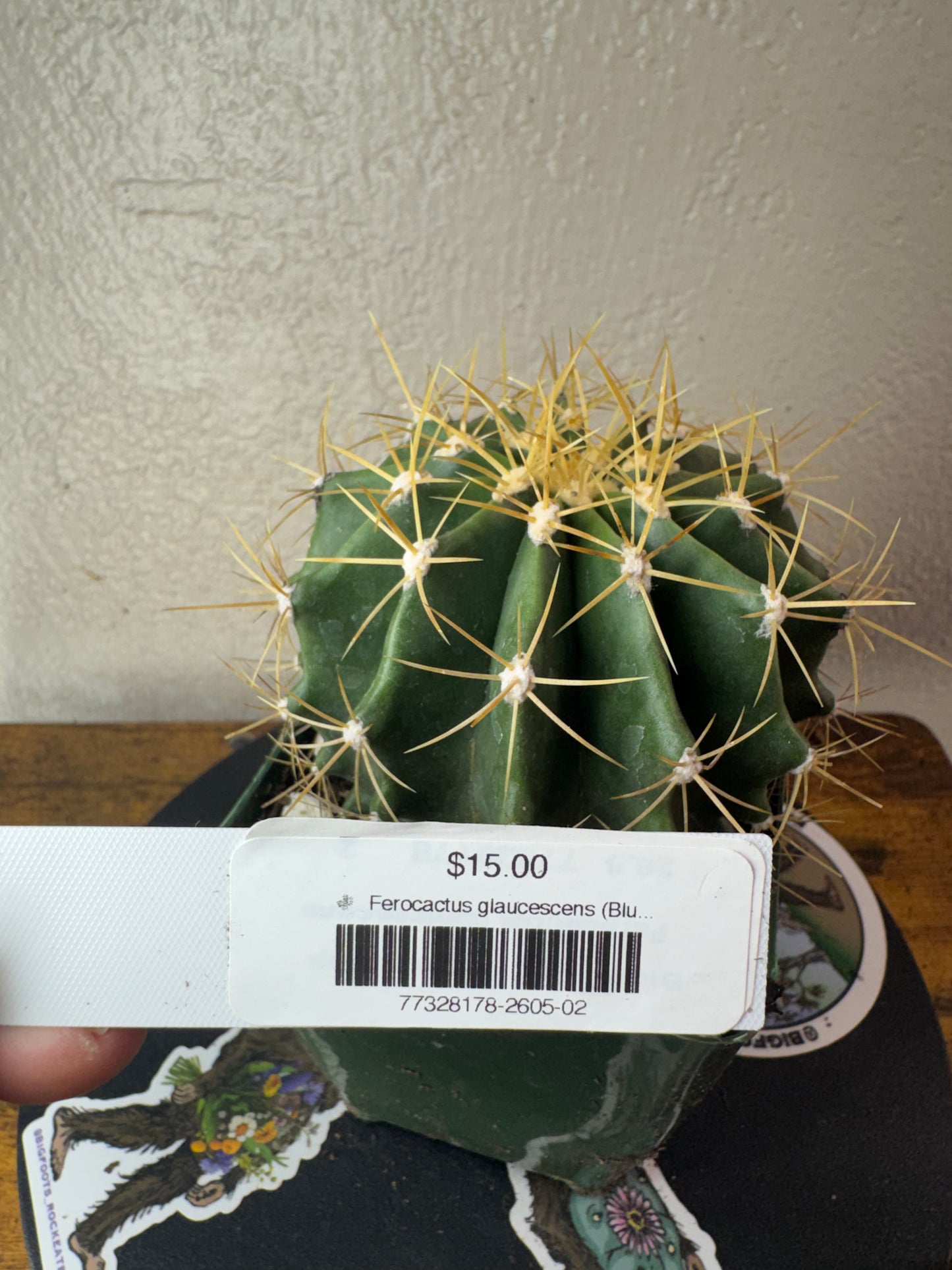 🌵 Ferocactus glaucescens (Blue Barrel Cactus) 2
